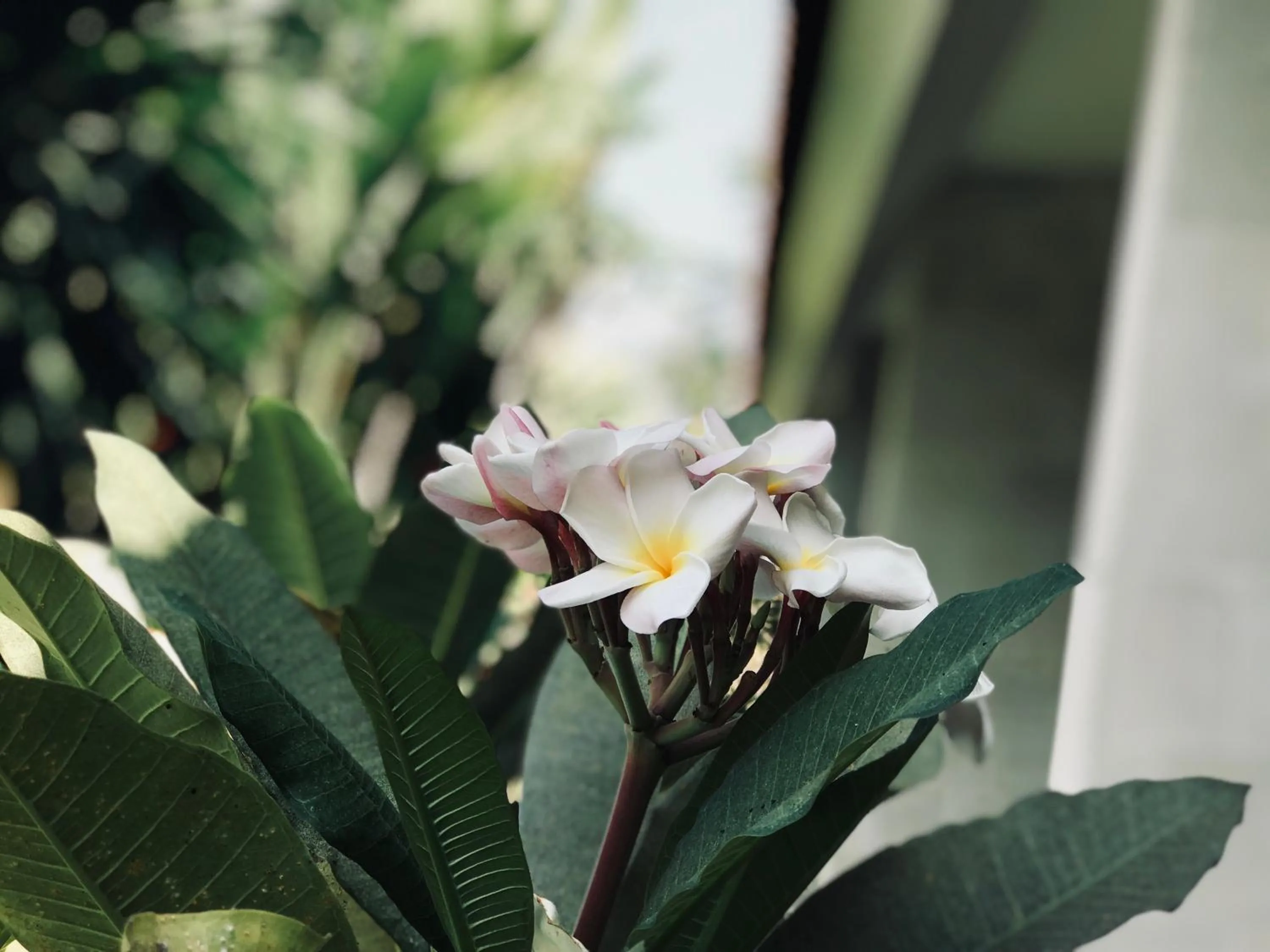 Garden in El Homestay Bali