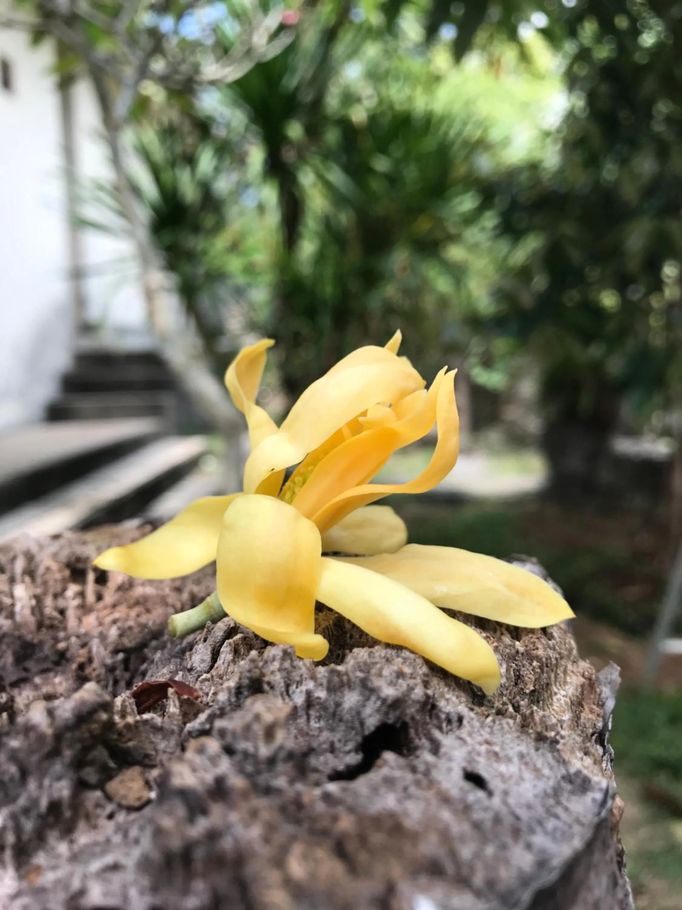 Garden in El Homestay Bali