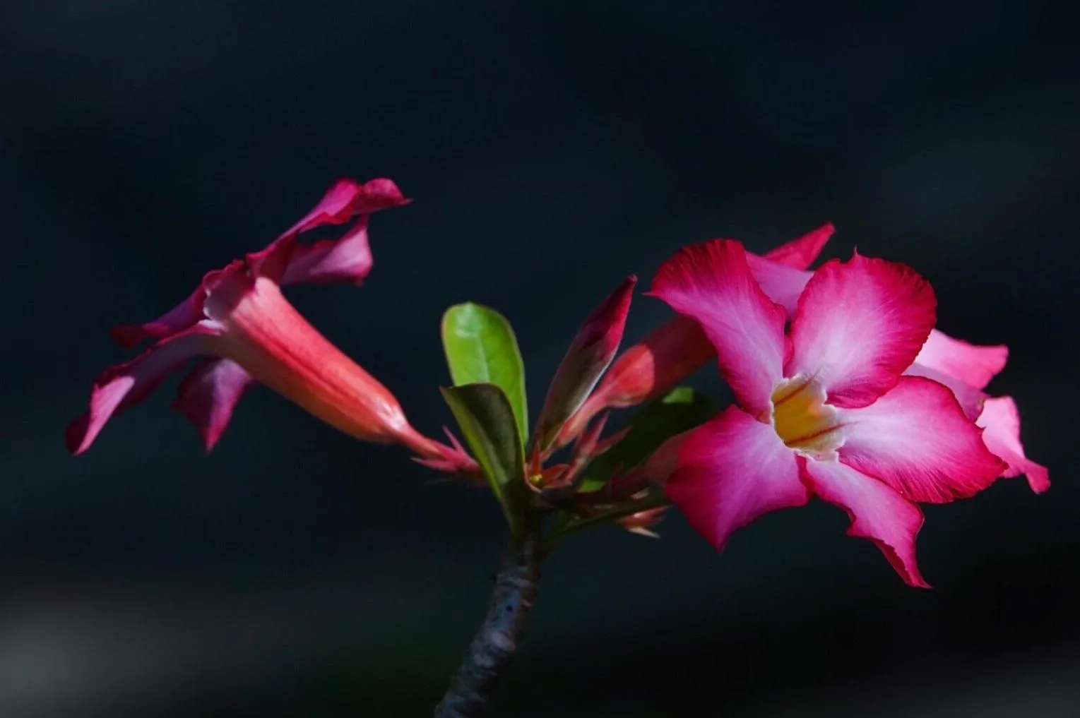 Garden in El Homestay Bali