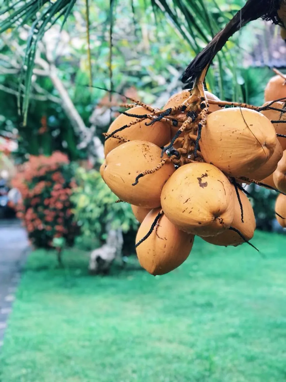Garden in El Homestay Bali