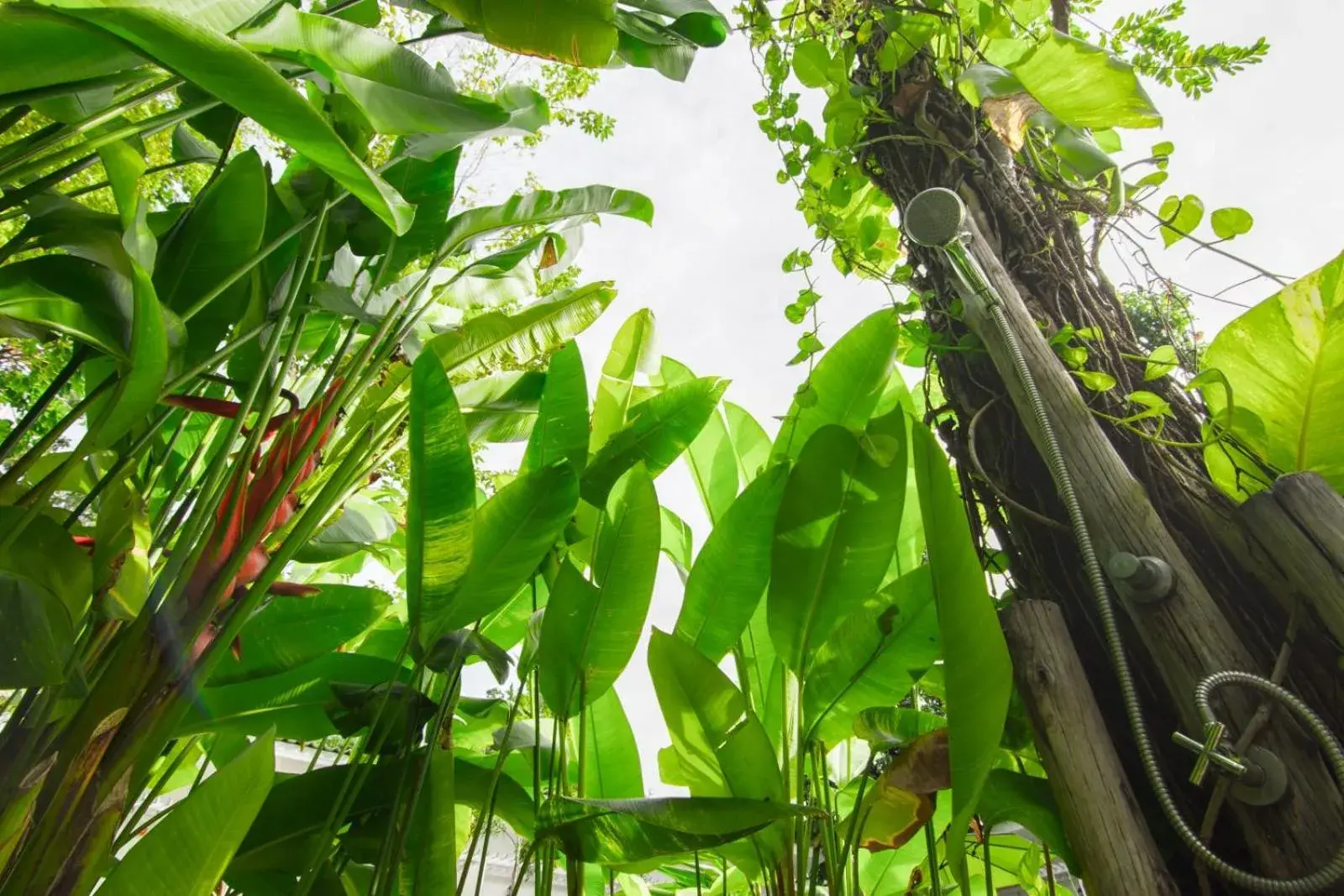 Swimming pool in Whalecome Aonang Resort-SHA Extra Plus Swimming pool in Whalecome Aonang Resort-SHA Extra Plus