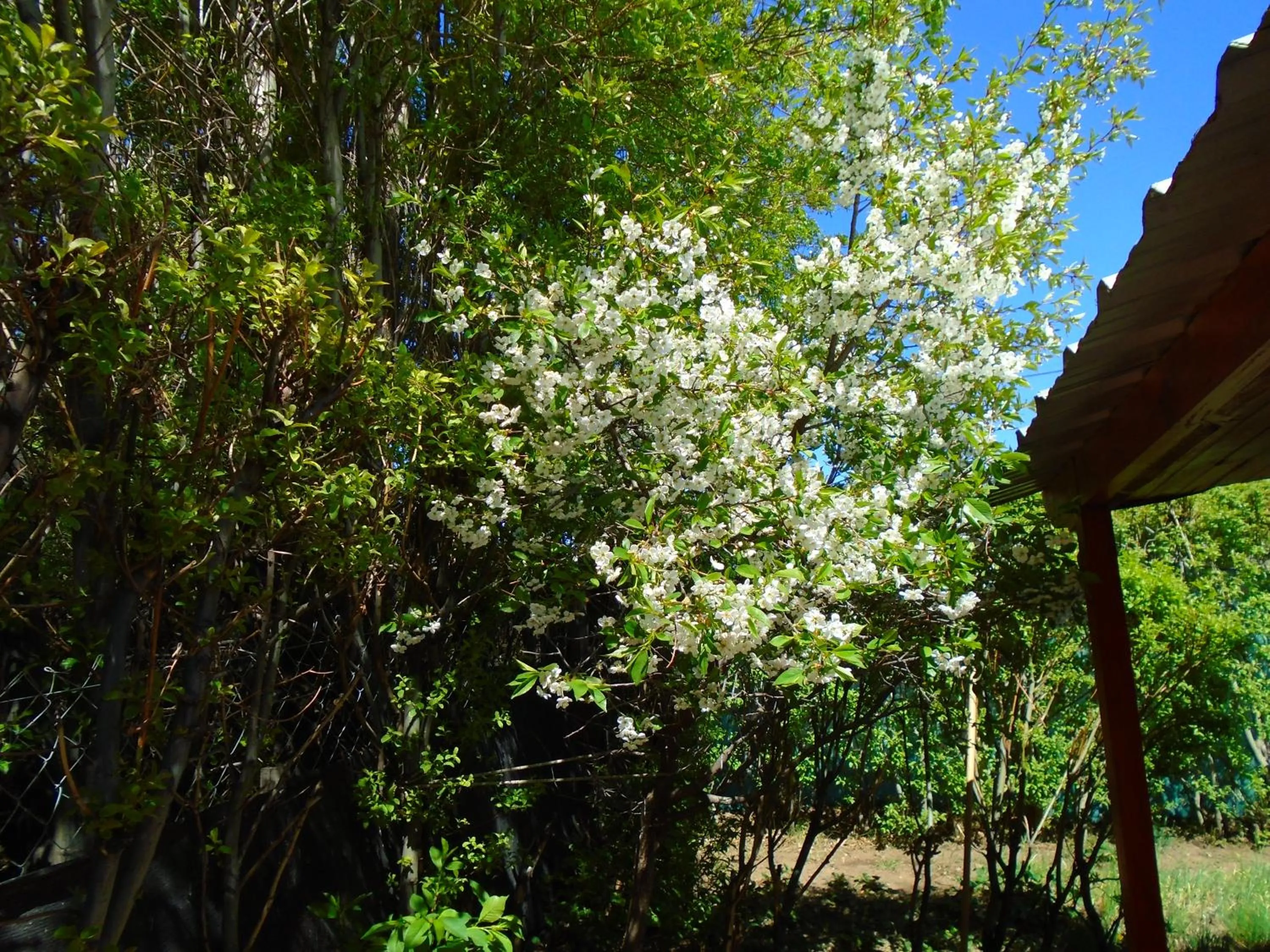Garden in Los Fresnos