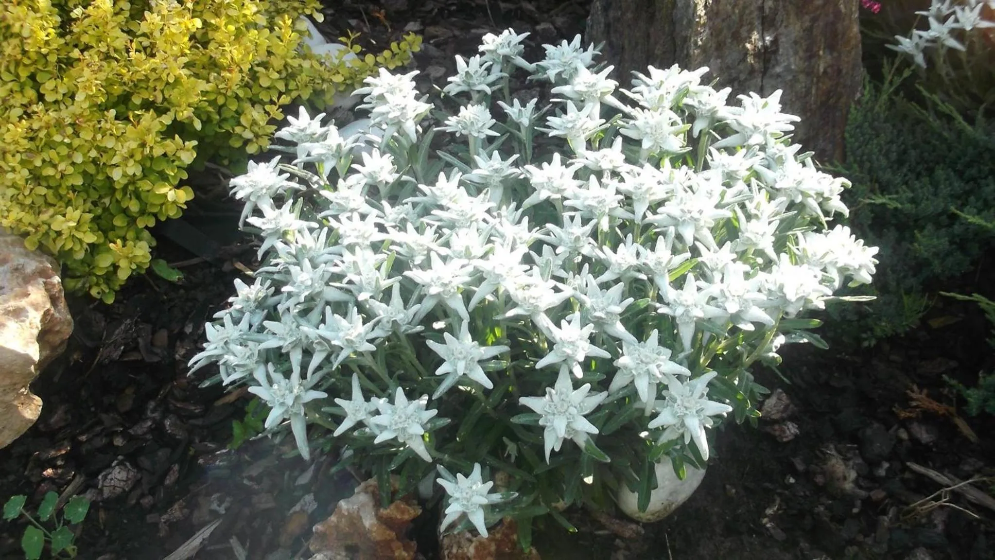 Area and facilities in Residence Garnì Il Giglio