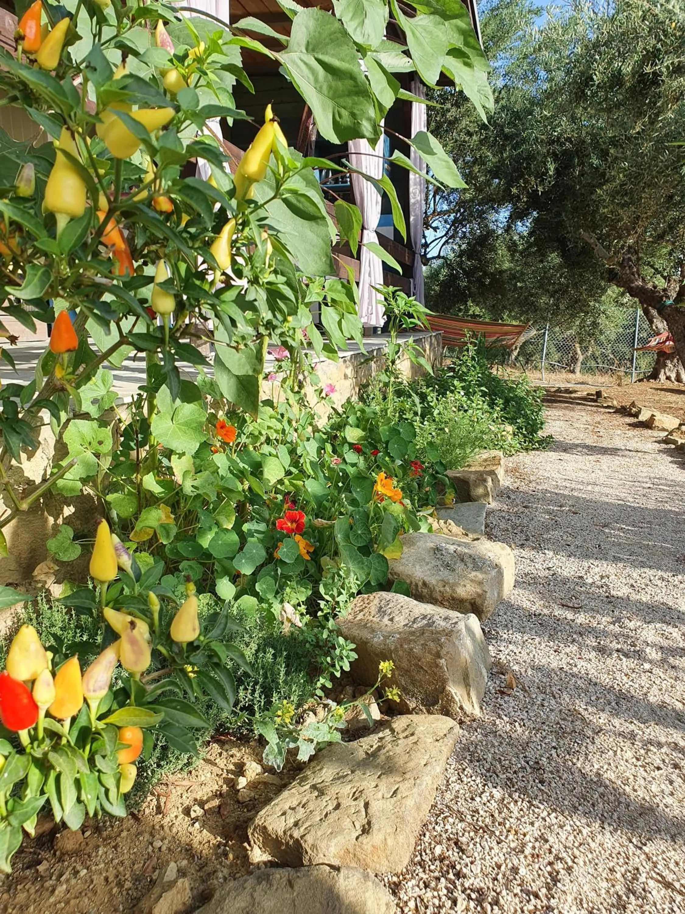 Garden in Hakuna Matata Holidays Agalia with airco & pool in Greek Olive Grove