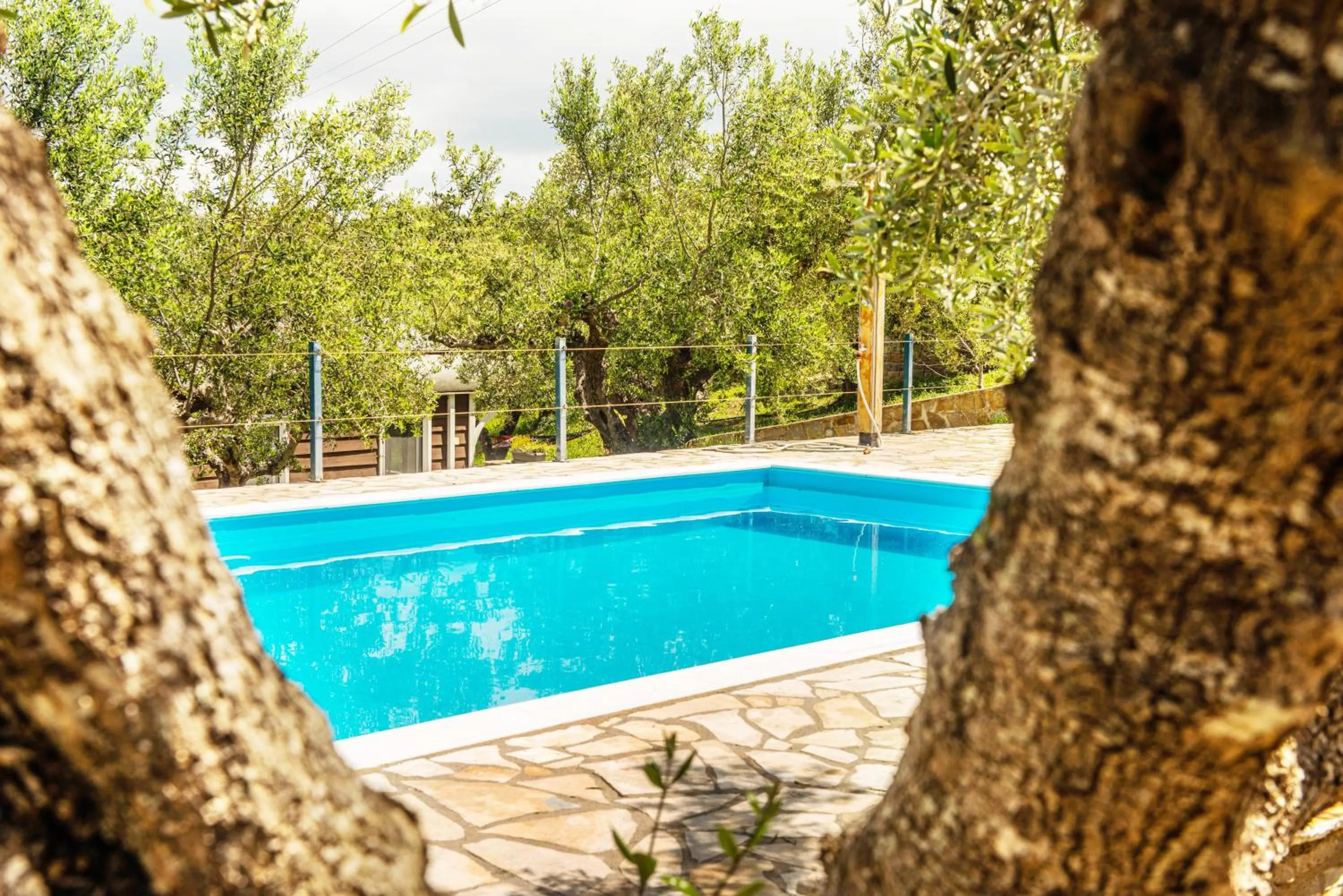 Swimming pool in Hakuna Matata Holidays Agalia with airco & pool in Greek Olive Grove
