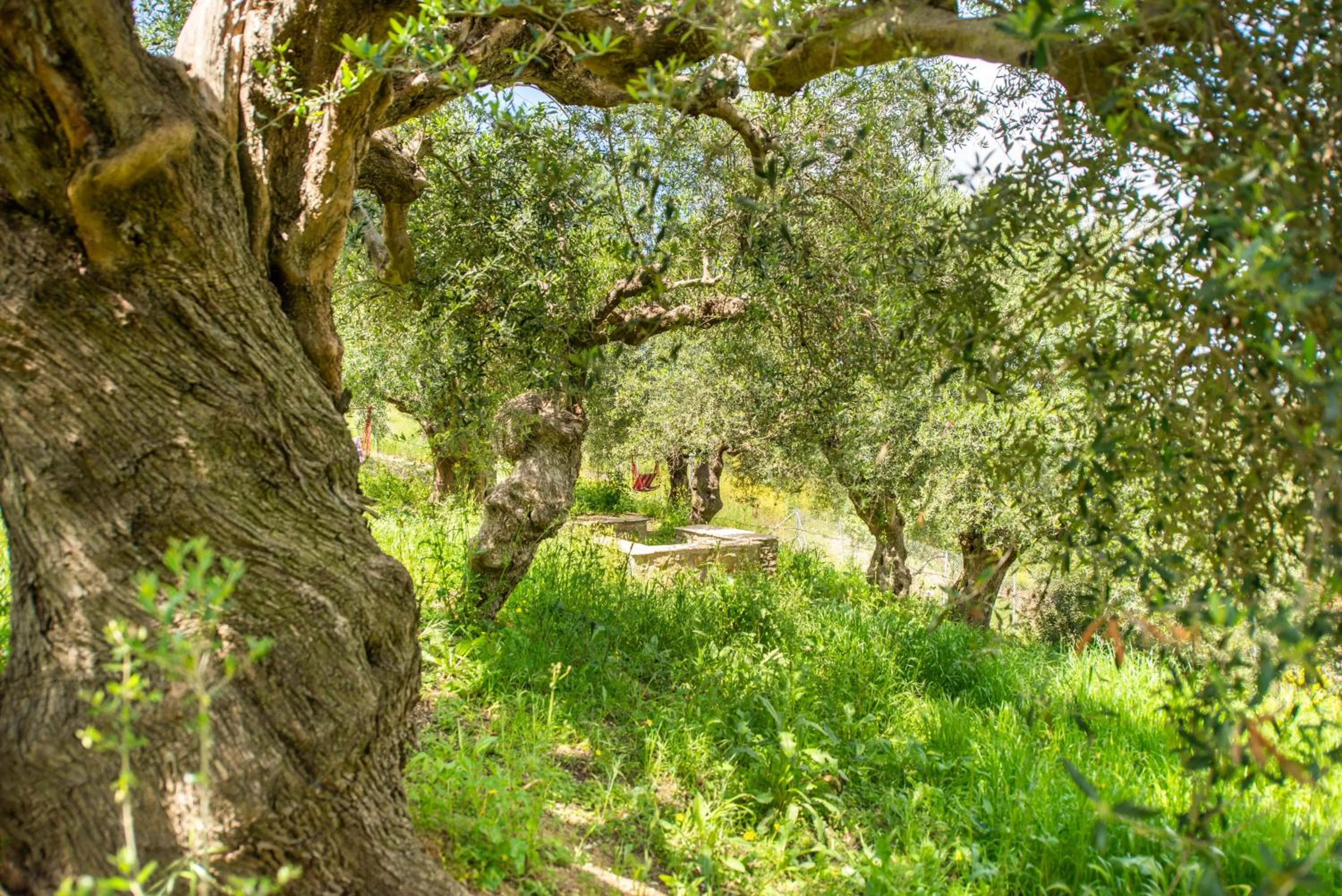 Natural landscape in Hakuna Matata Holidays Agalia with airco & pool in Greek Olive Grove