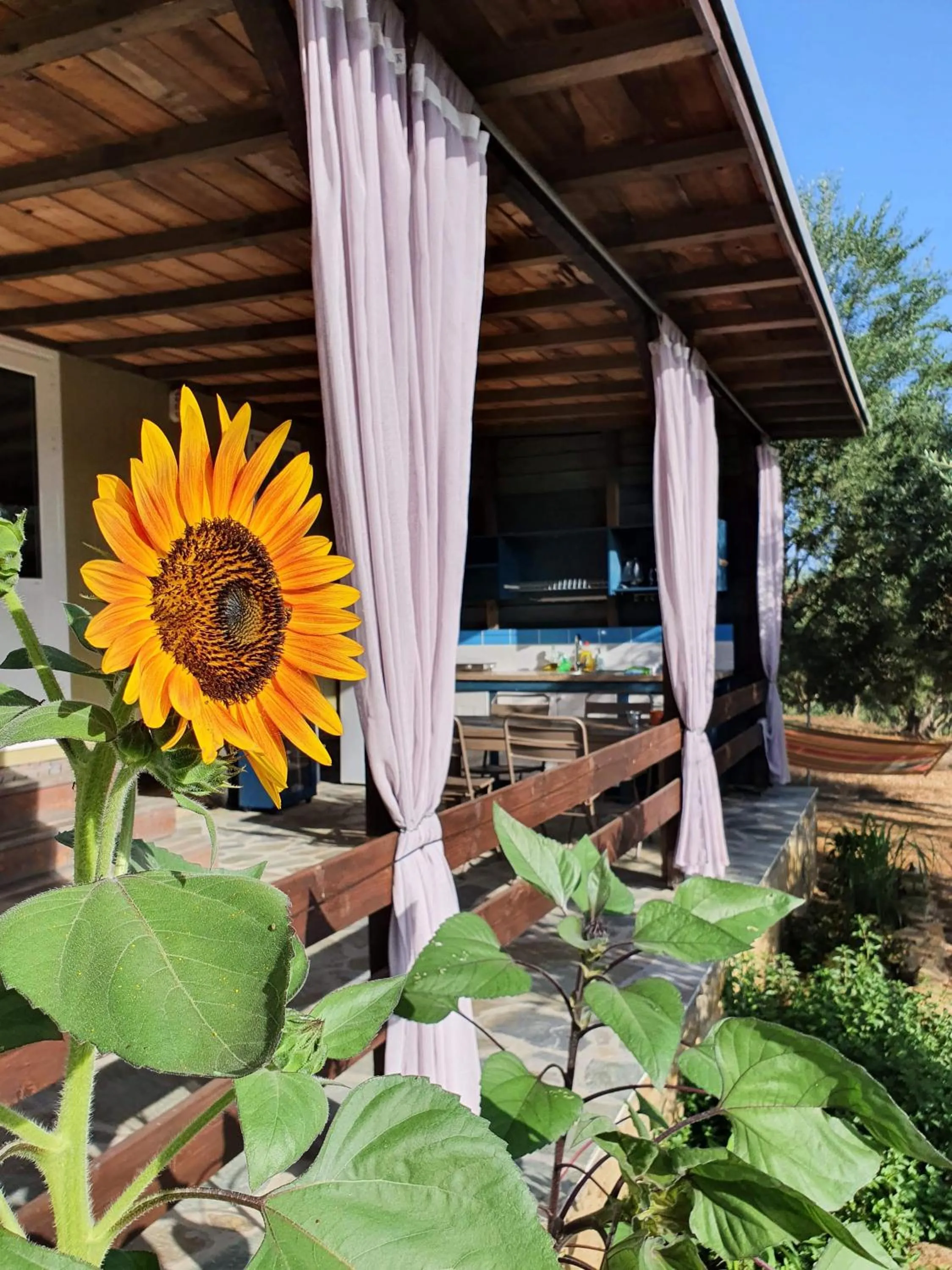 Balcony/Terrace in Hakuna Matata Holidays Agalia with airco & pool in Greek Olive Grove