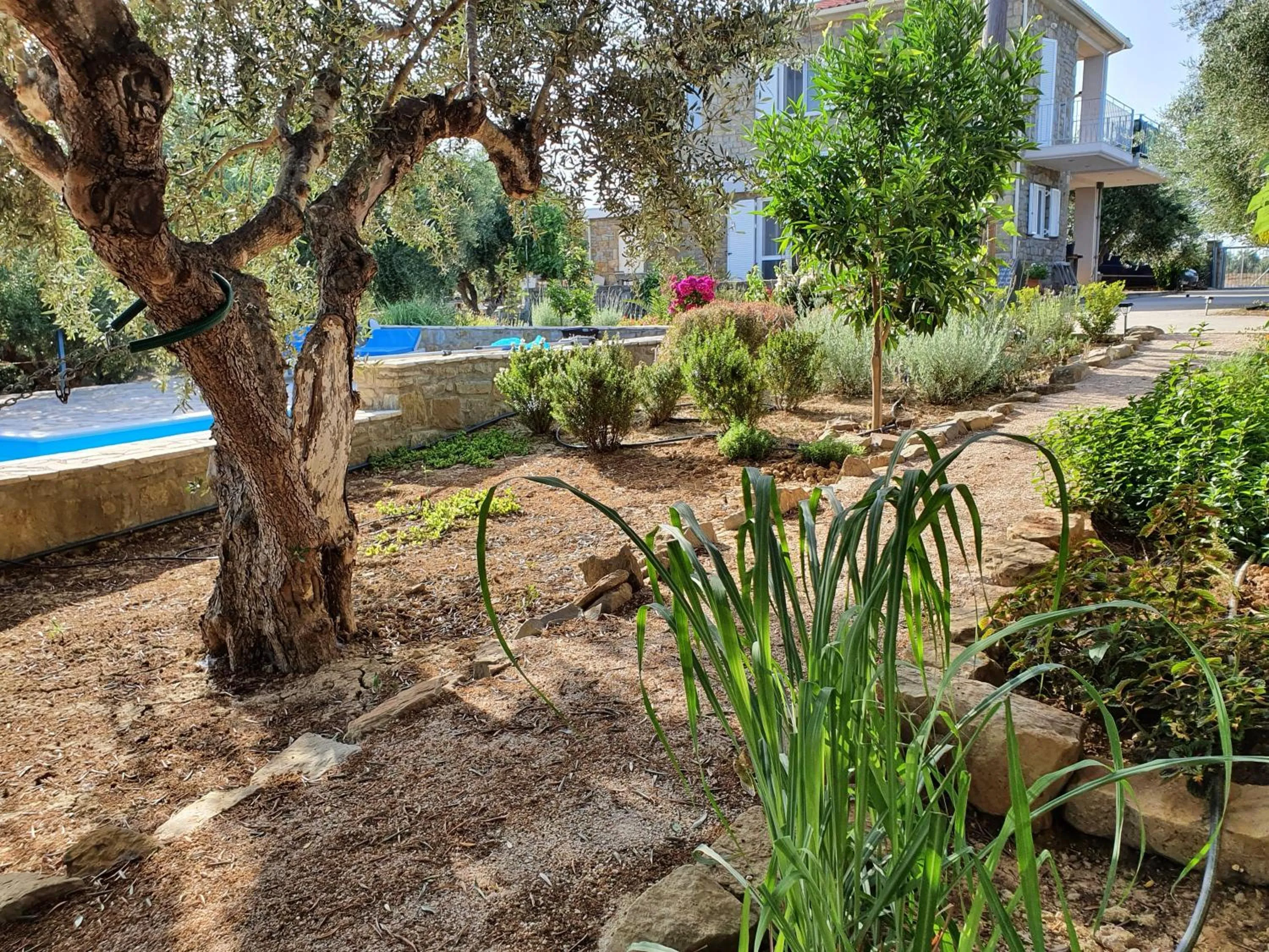 Natural landscape in Hakuna Matata Holidays Agalia with airco & pool in Greek Olive Grove
