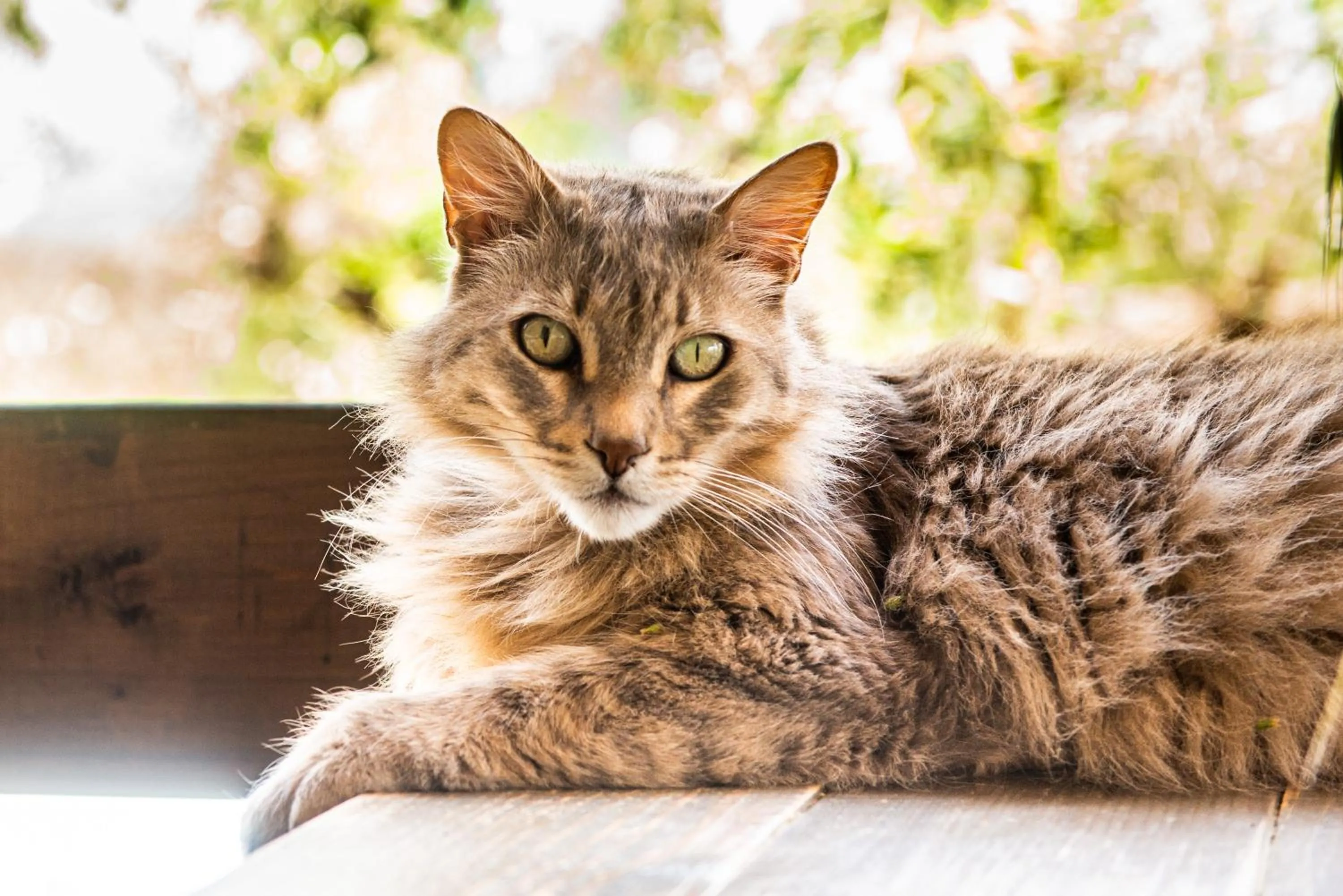 Pets in Hakuna Matata Holidays Agalia with airco & pool in Greek Olive Grove