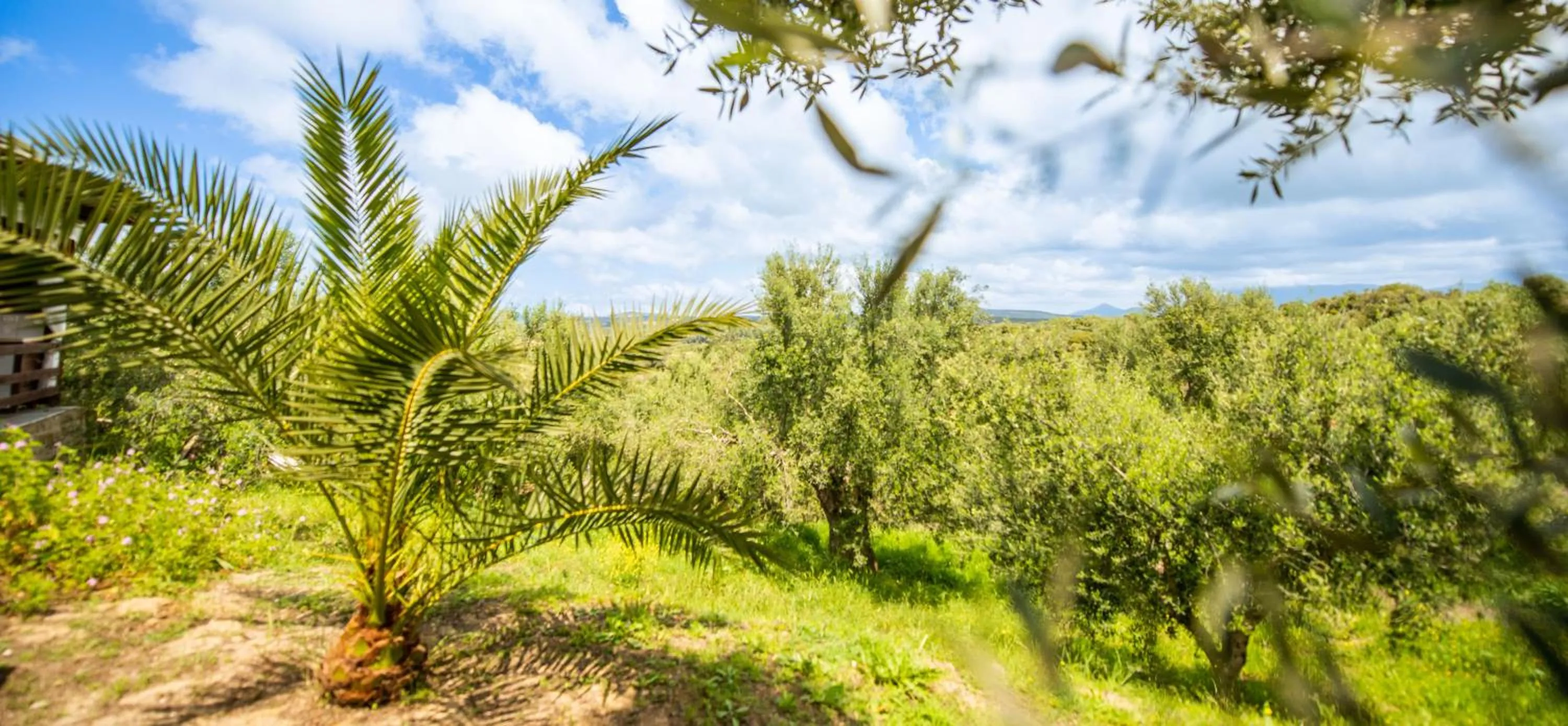 On site in Hakuna Matata Holidays Agalia with airco & pool in Greek Olive Grove