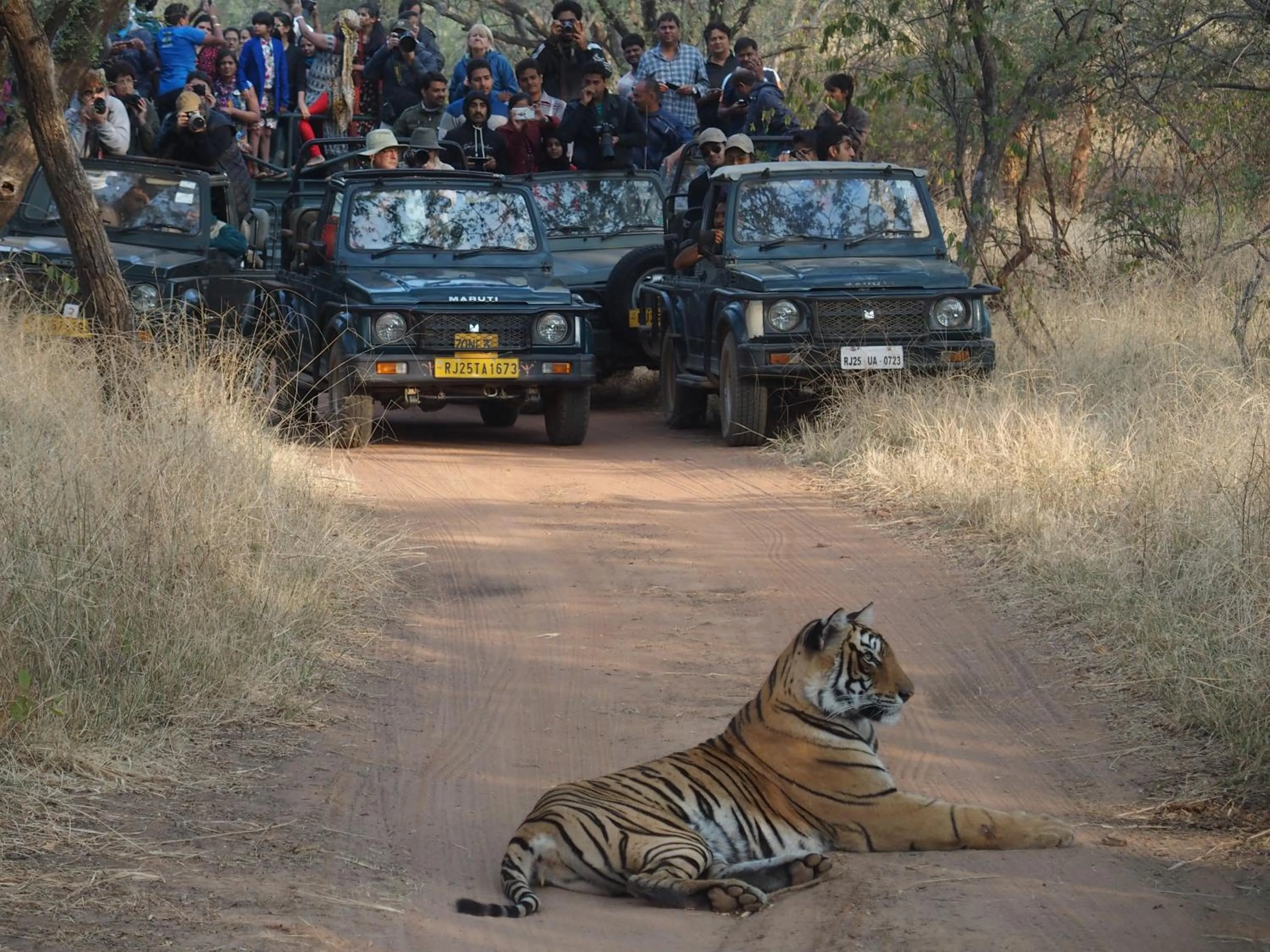 Activities in Ranthambore Tiger Home