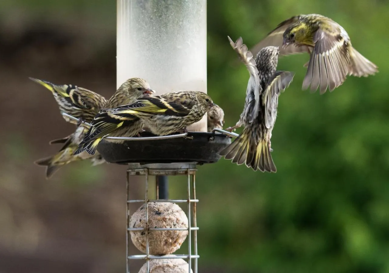 Garden in The Roses B&B