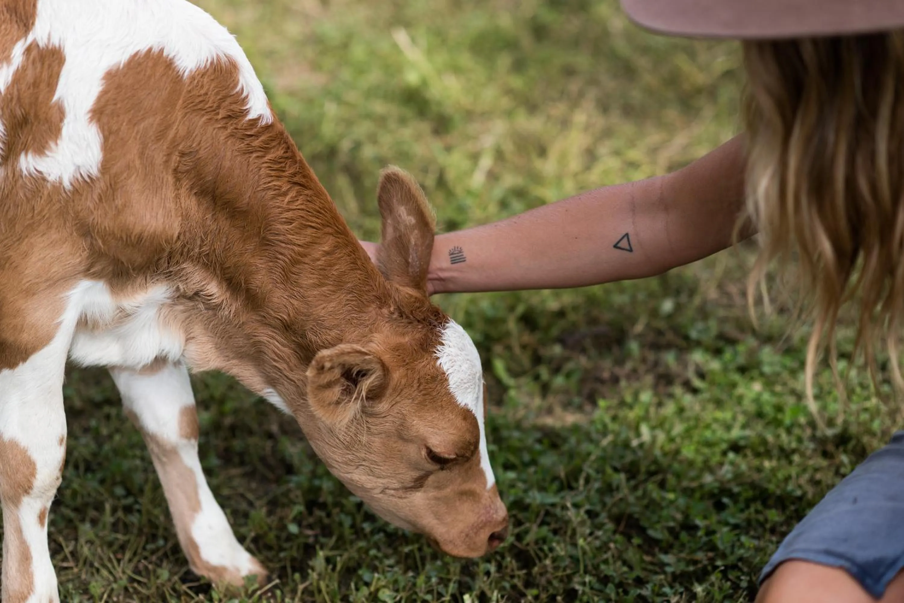 Animals in The Bearded Dragon Boutique Hotel