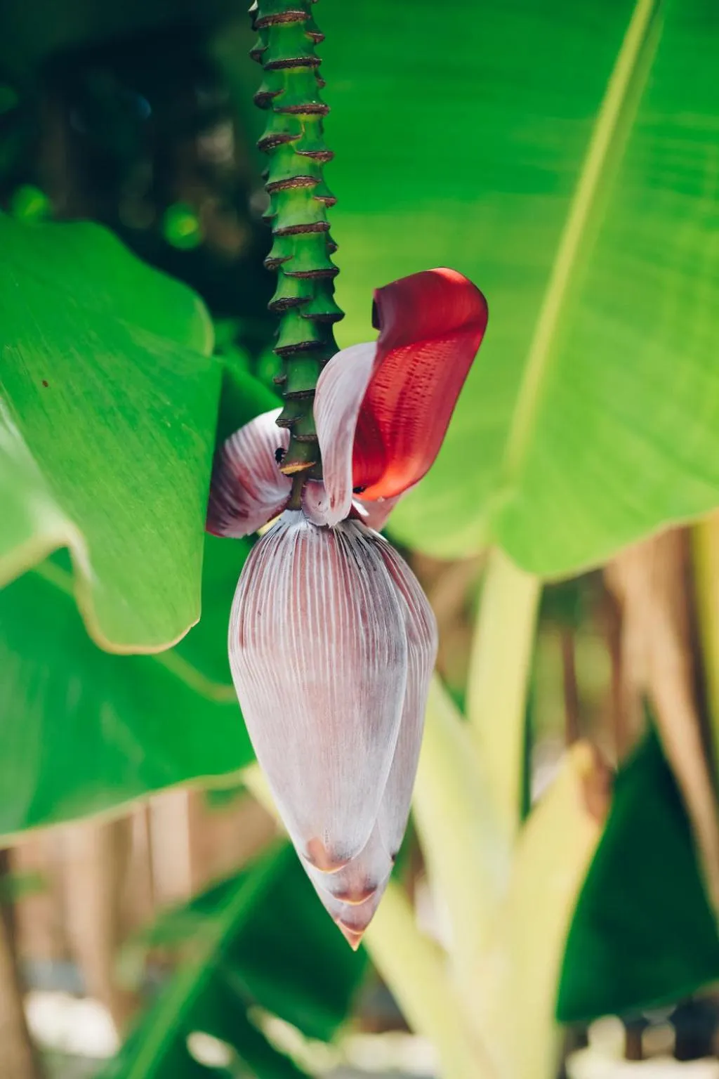 Garden in Lua Villas