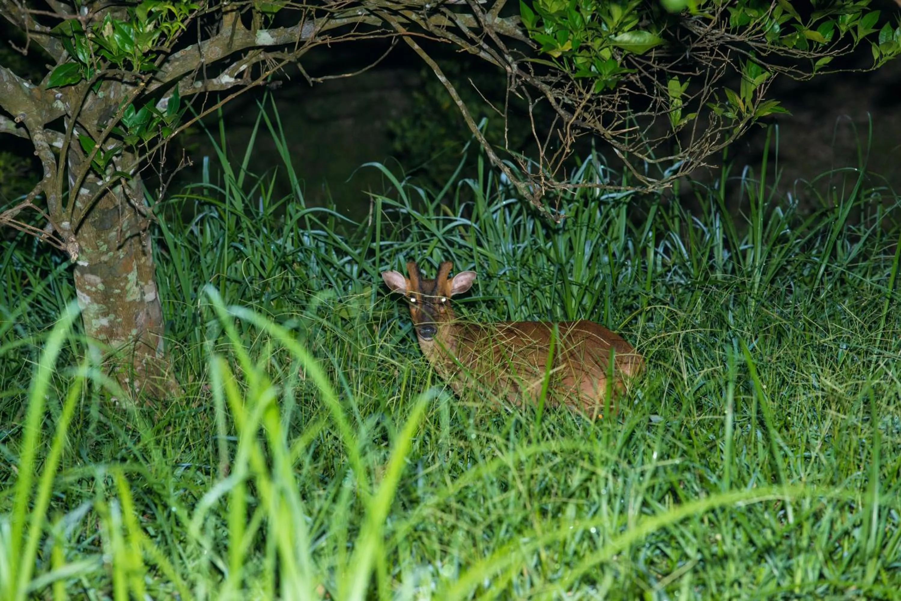 Animals in Juhu Farmstay