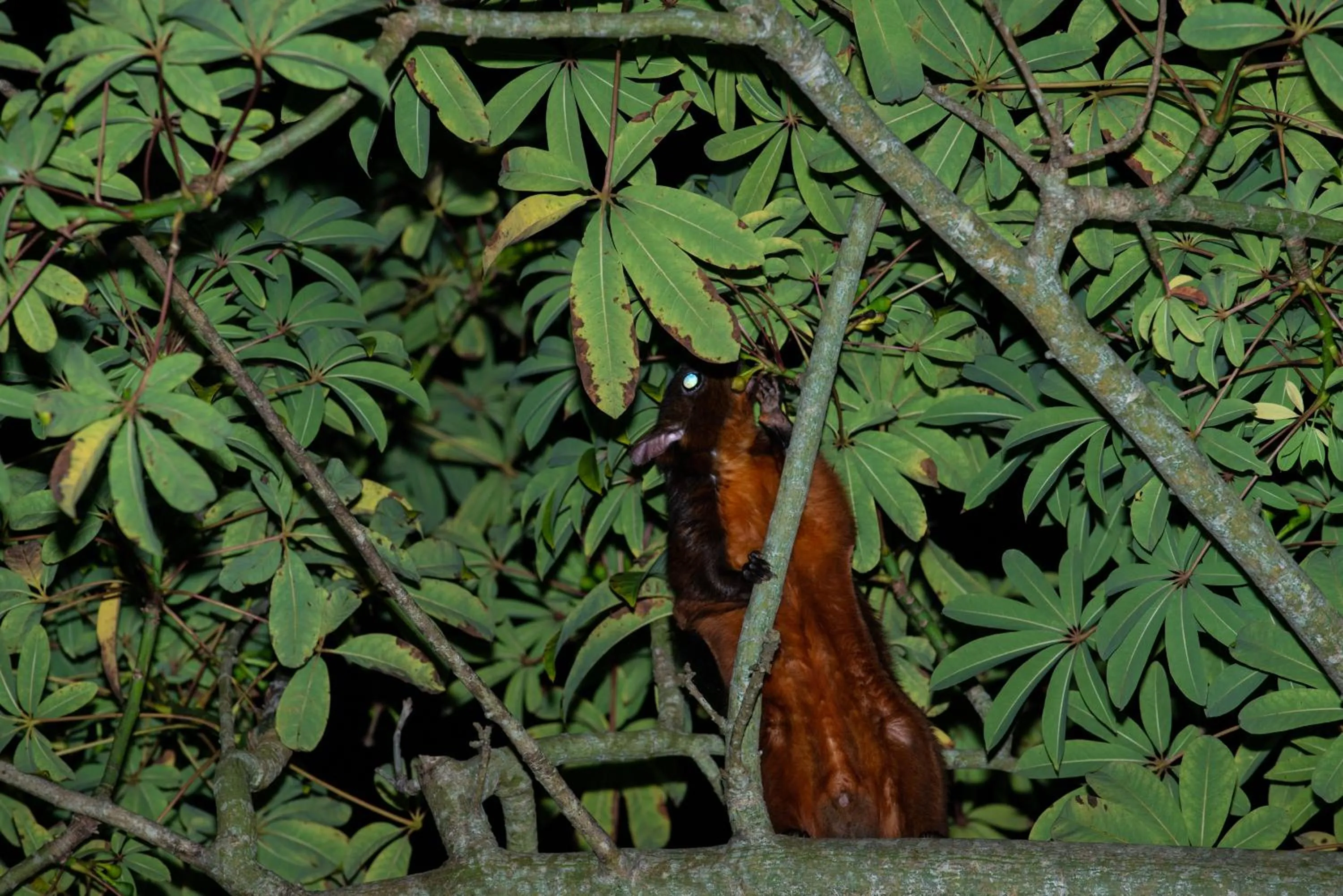 Animals in Juhu Farmstay