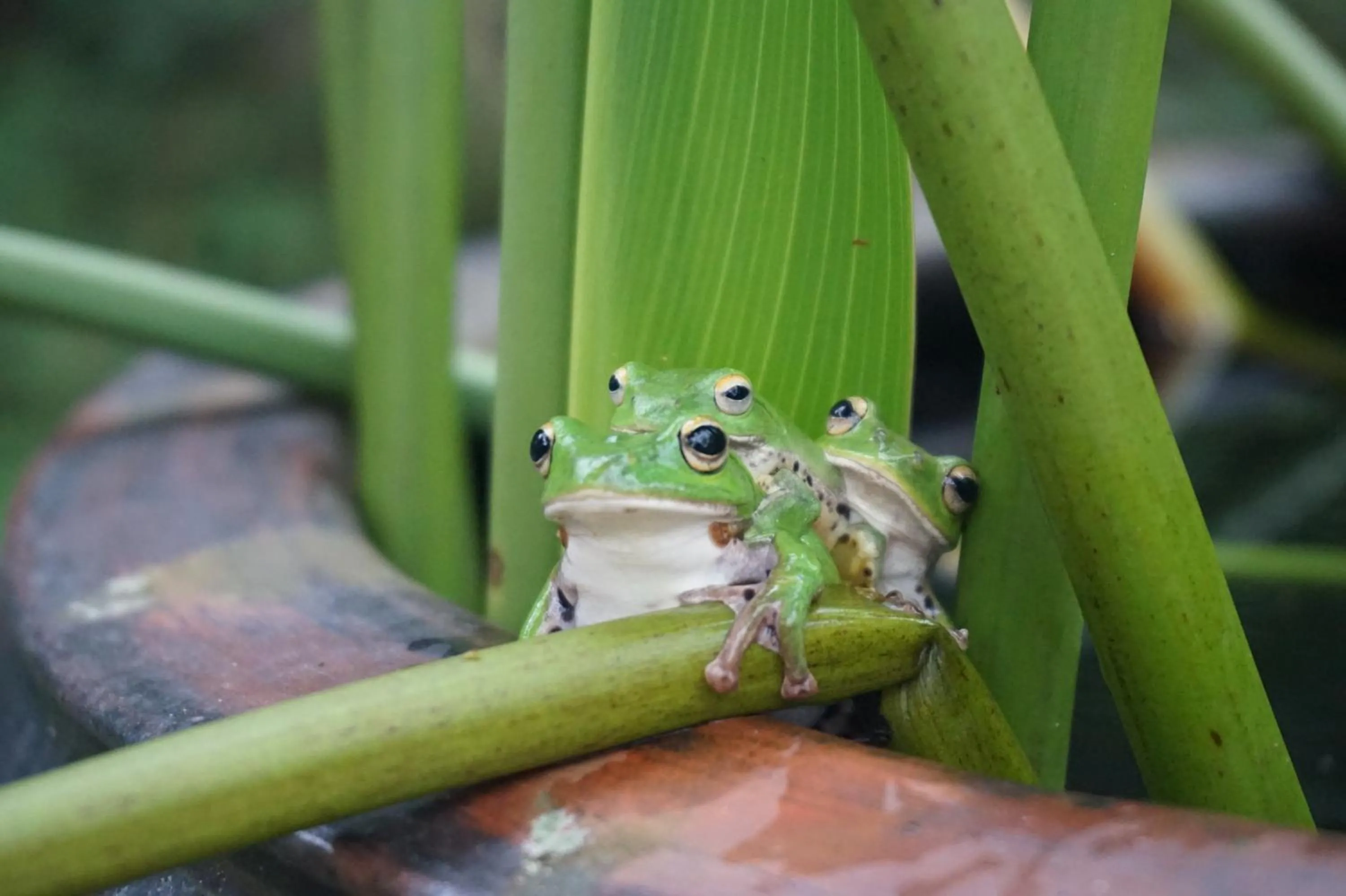 Animals in Juhu Farmstay