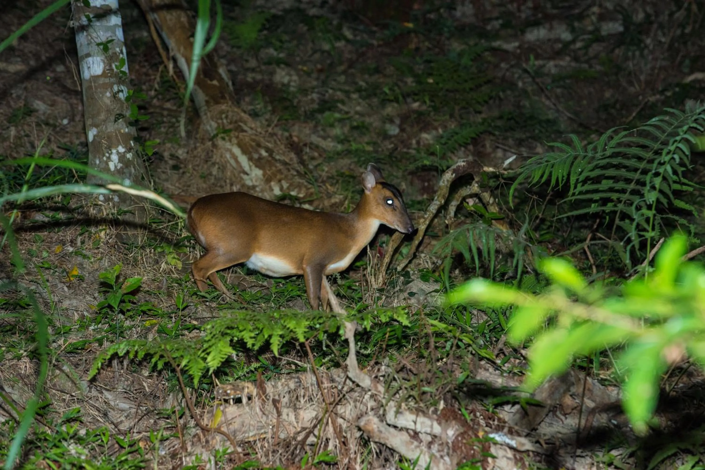 Animals in Juhu Farmstay