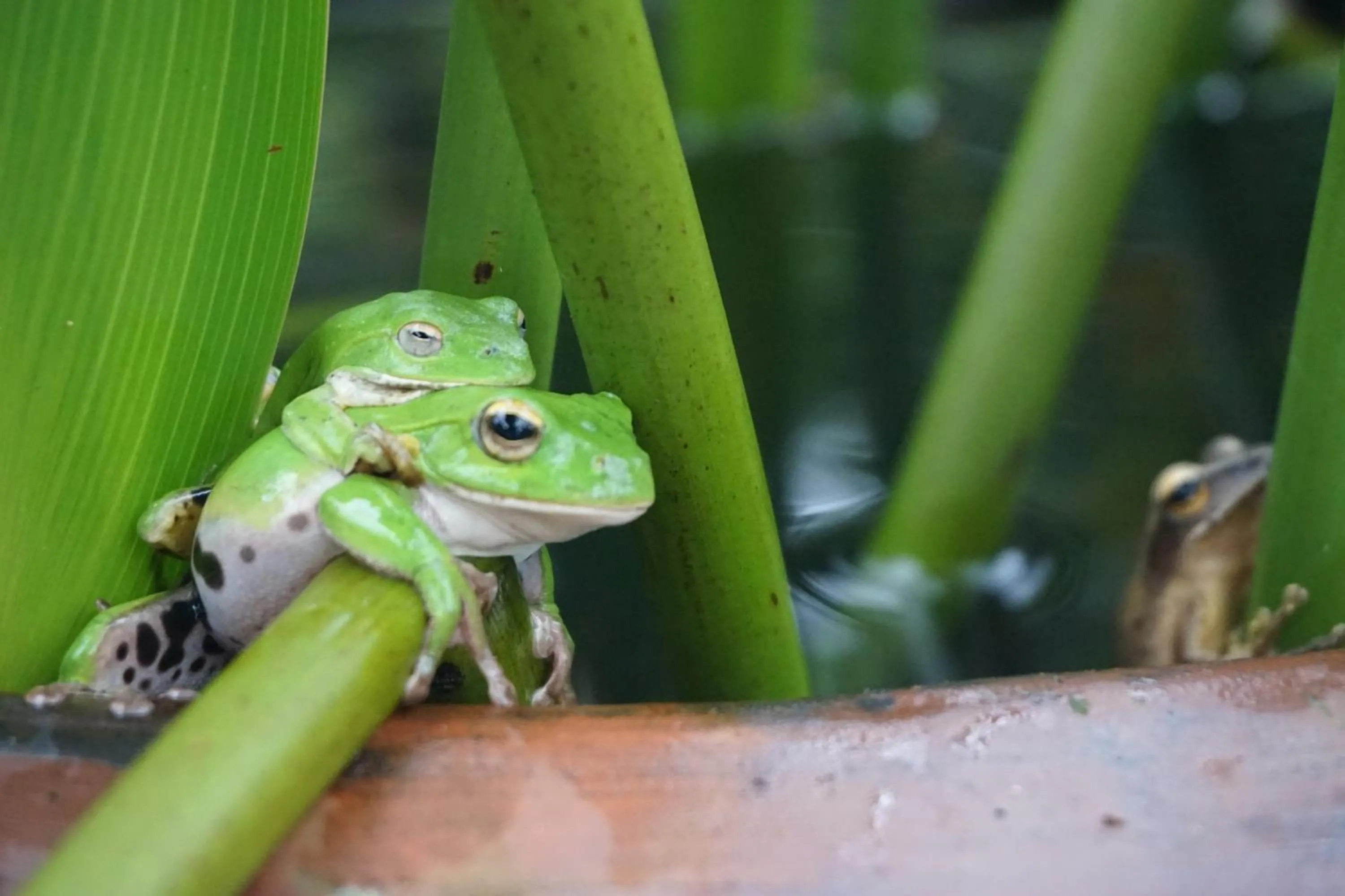 Animals in Juhu Farmstay