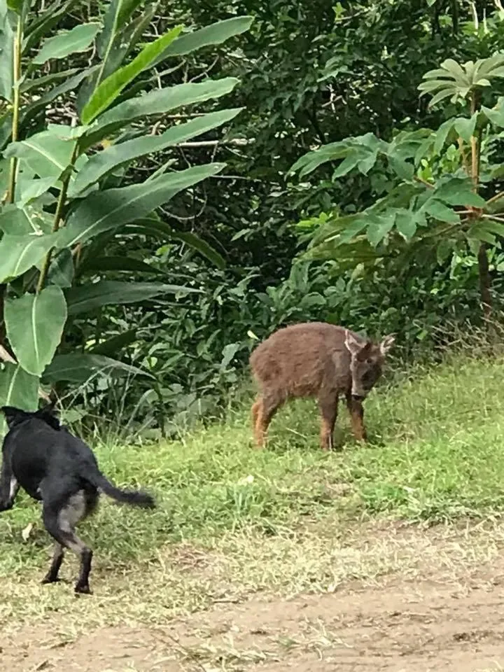 Animals in Juhu Farmstay