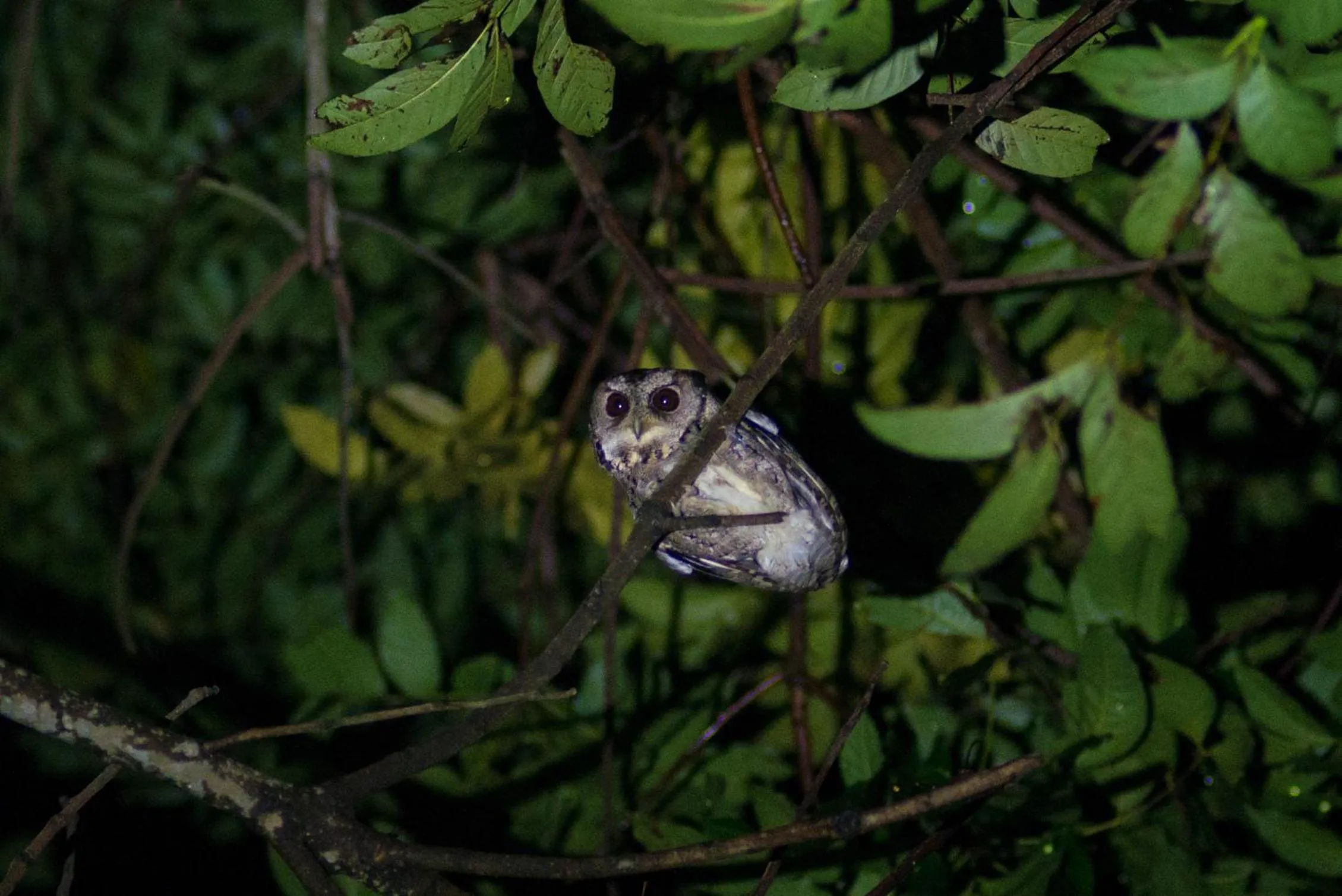 Animals in Juhu Farmstay