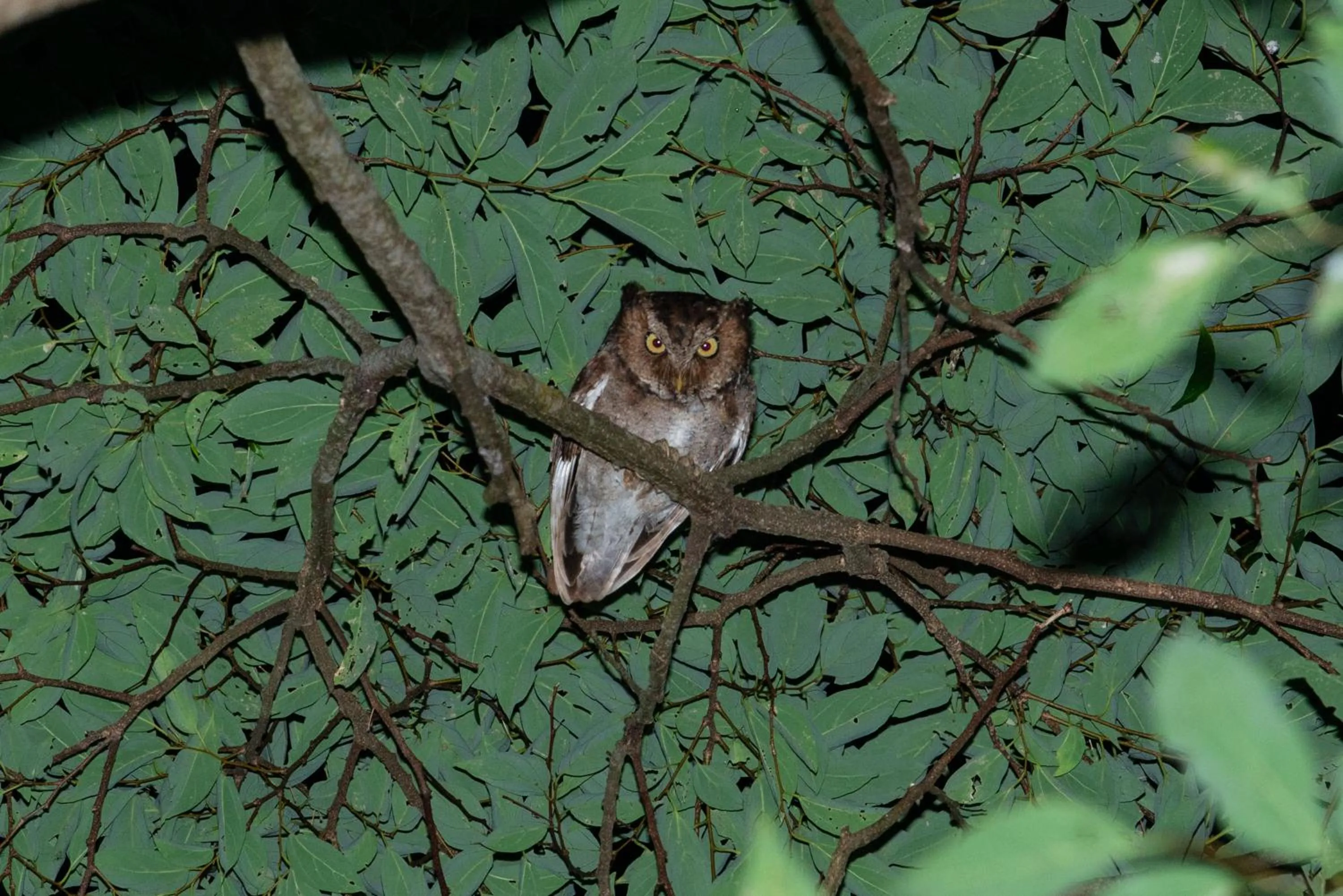 Animals in Juhu Farmstay