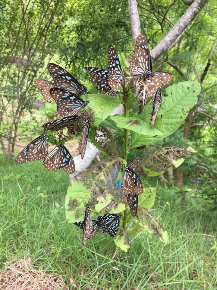 Animals in Juhu Farmstay