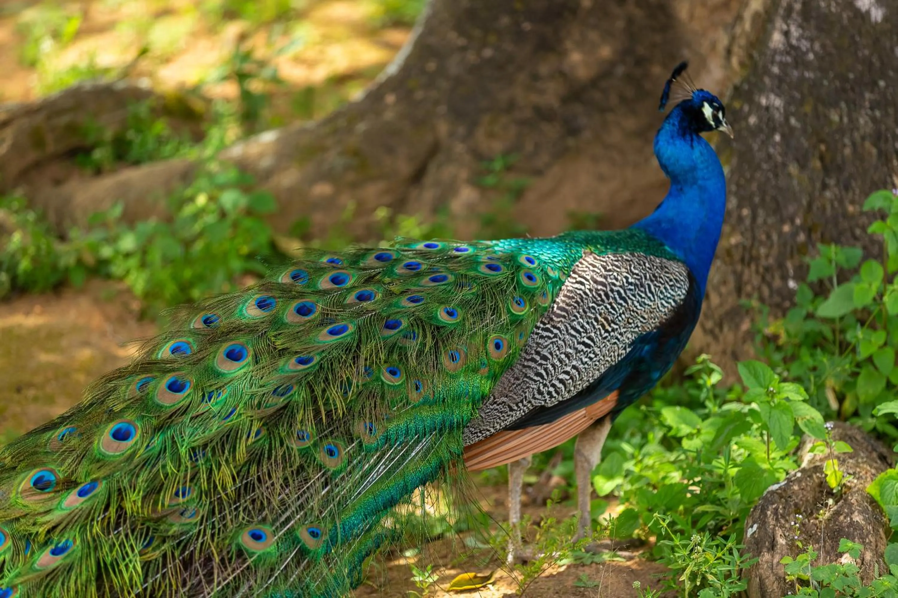 Garden view in Hotel Tavares Correia