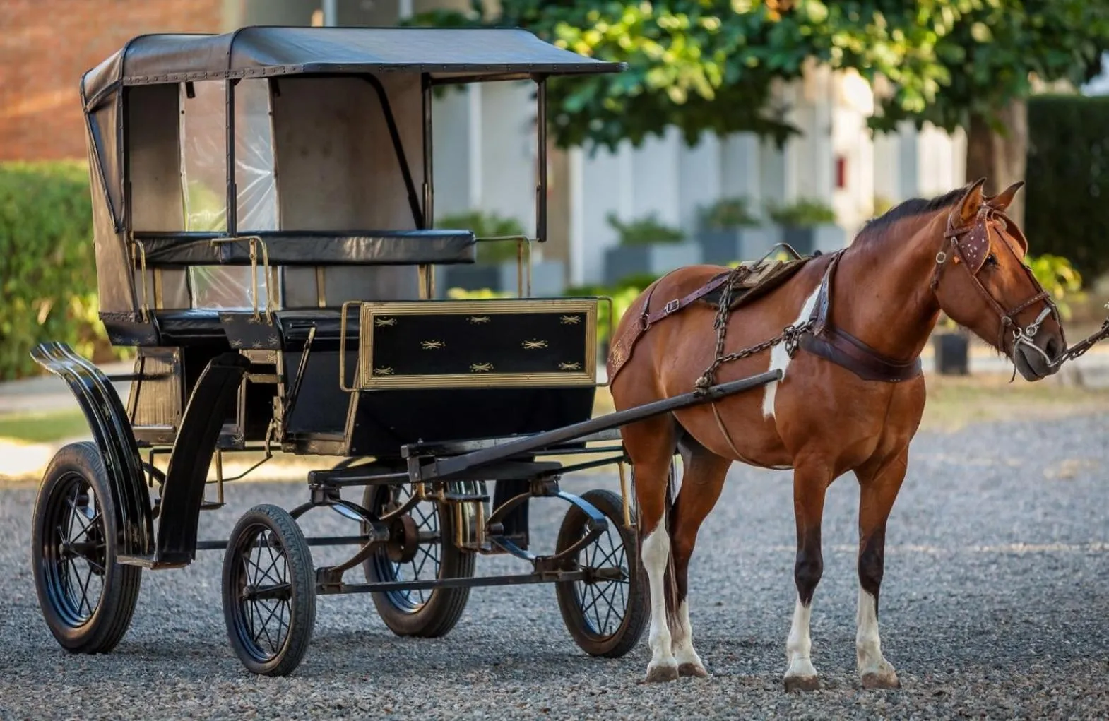 Garden in Hotel Tavares Correia