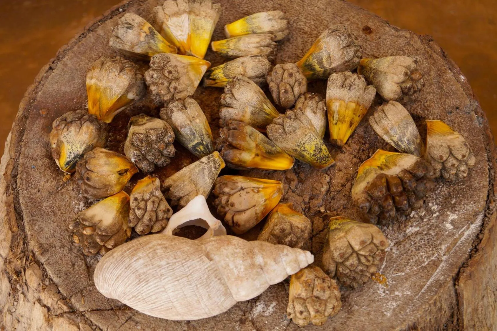 Natural landscape in Laguna Palace Zanzibar