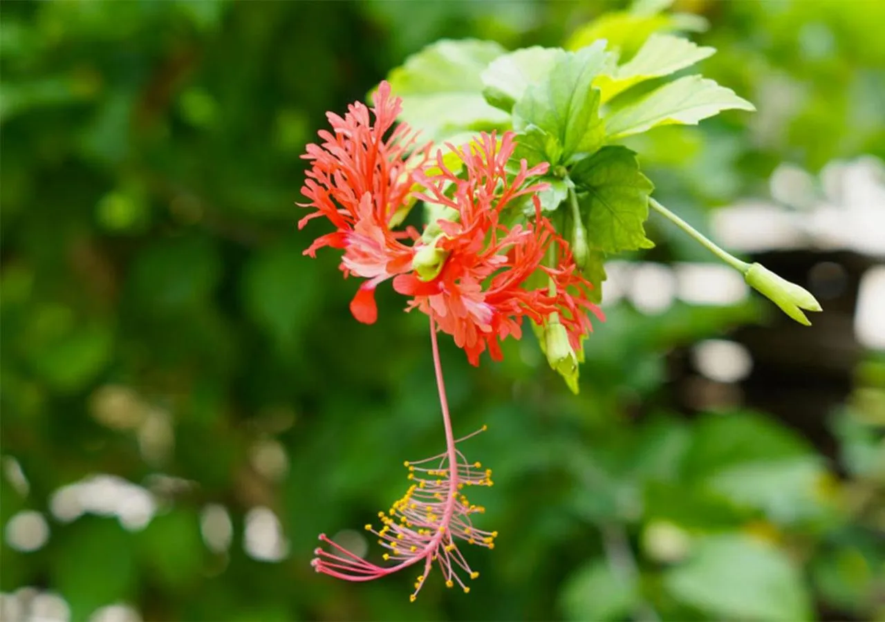 Day in Laguna Palace Zanzibar