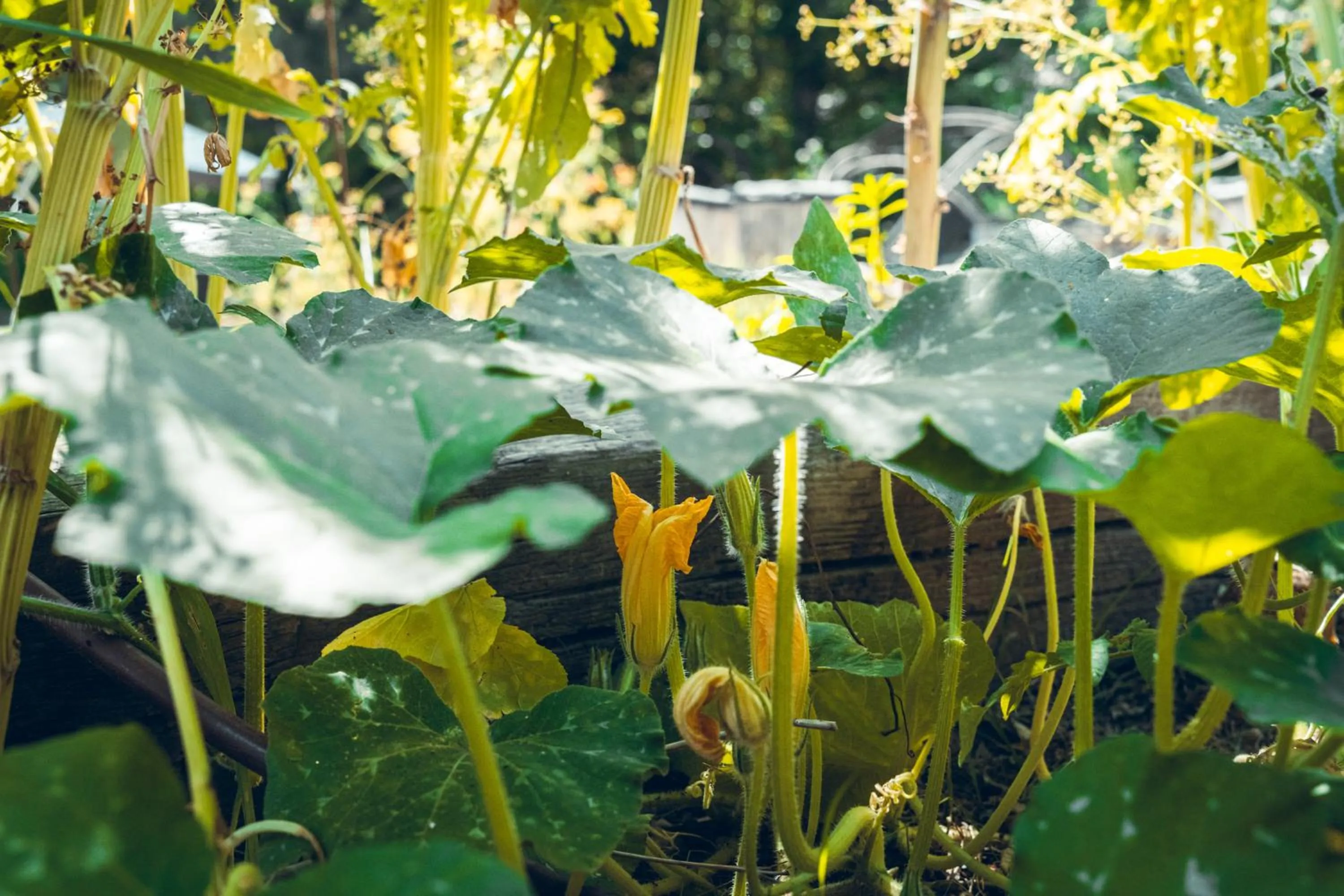 Garden in Logis Hôtel La Magnanerie - Côté Bistro
