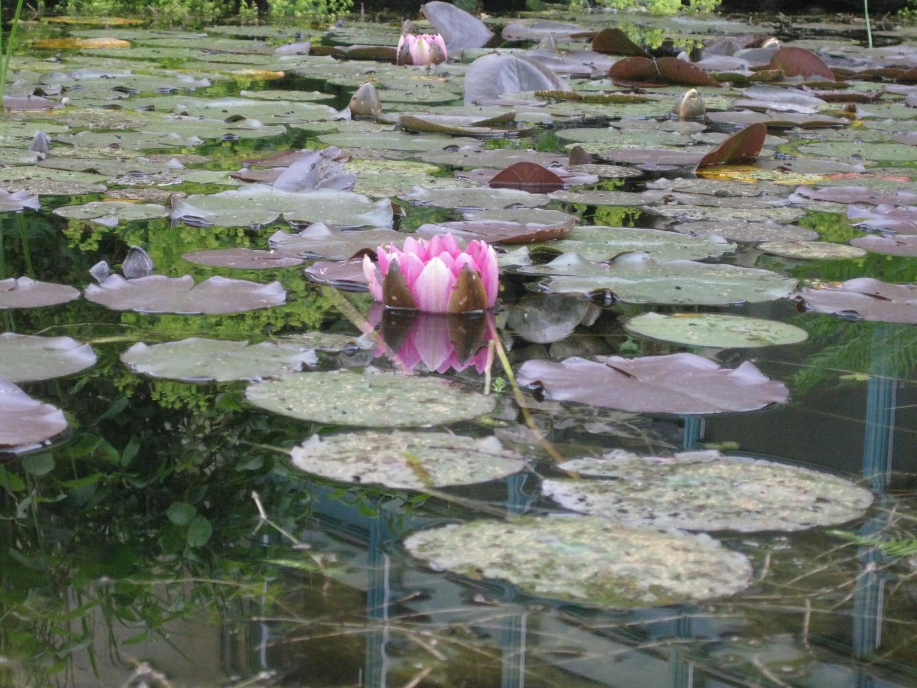 Garden in Stiftsgården Åkersberg