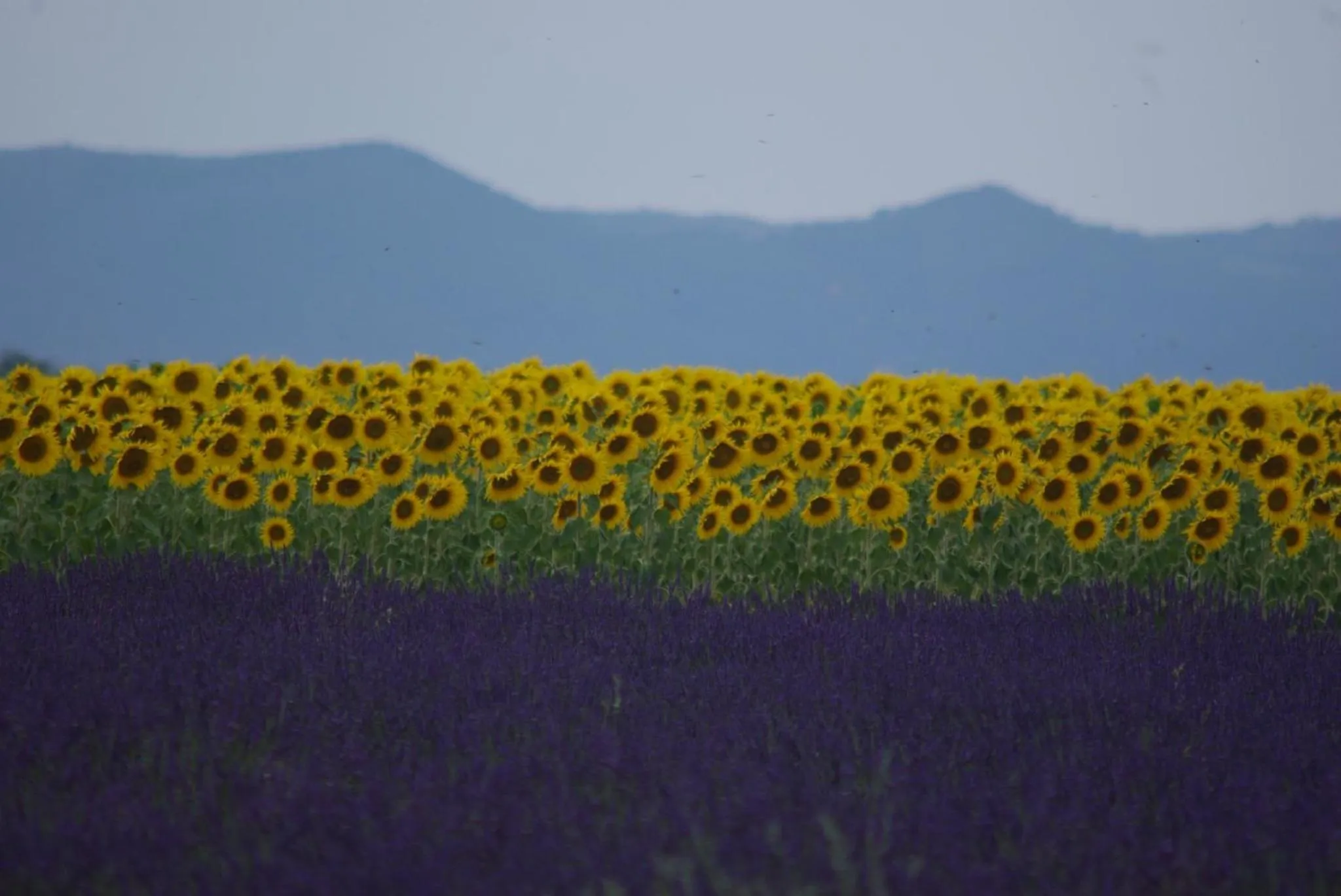 Area and facilities in Hotel Bel Alp Manosque