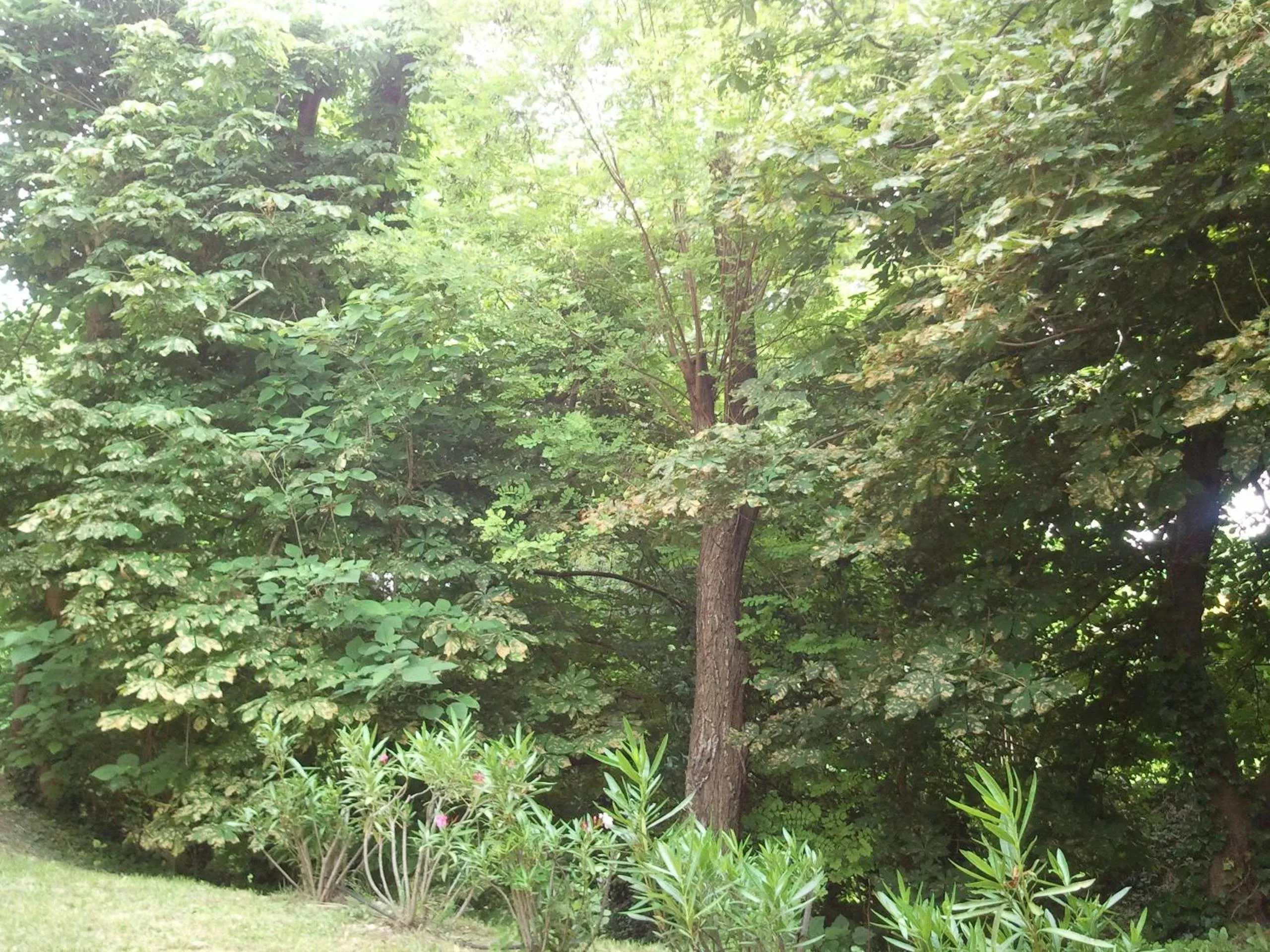 Garden in Hotel Bel Alp Manosque