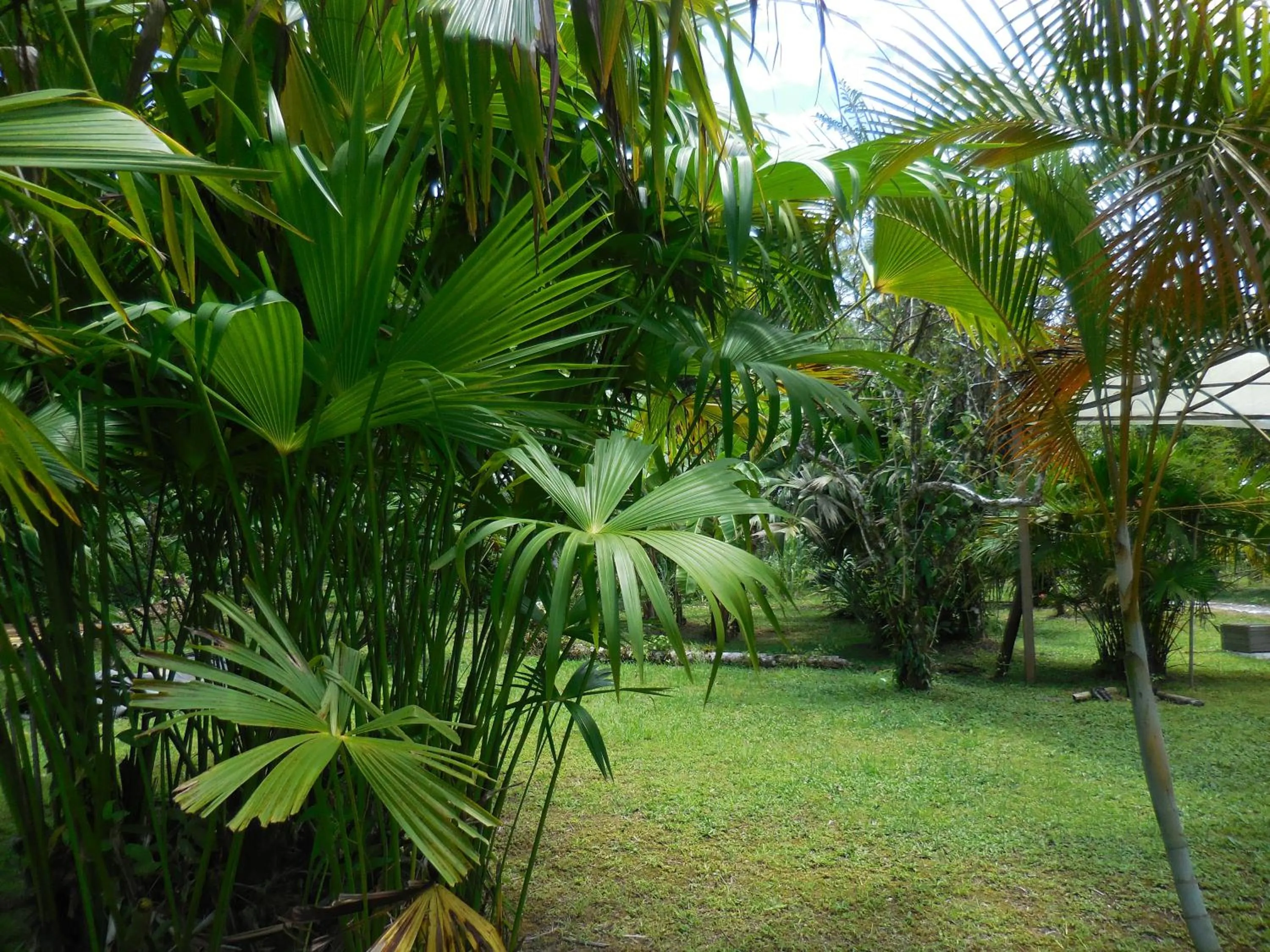 Garden in Hotel Nuquimar