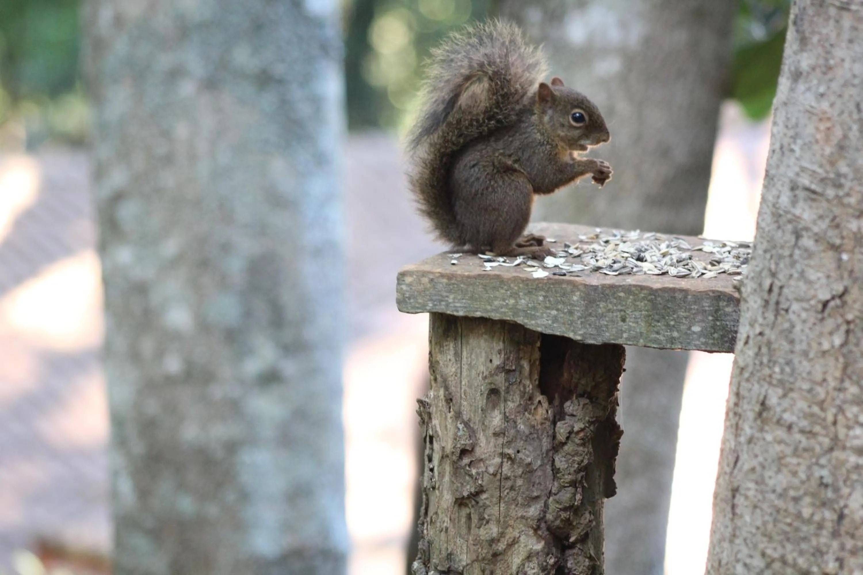 Animals in Pousada Amanita Monte Verde