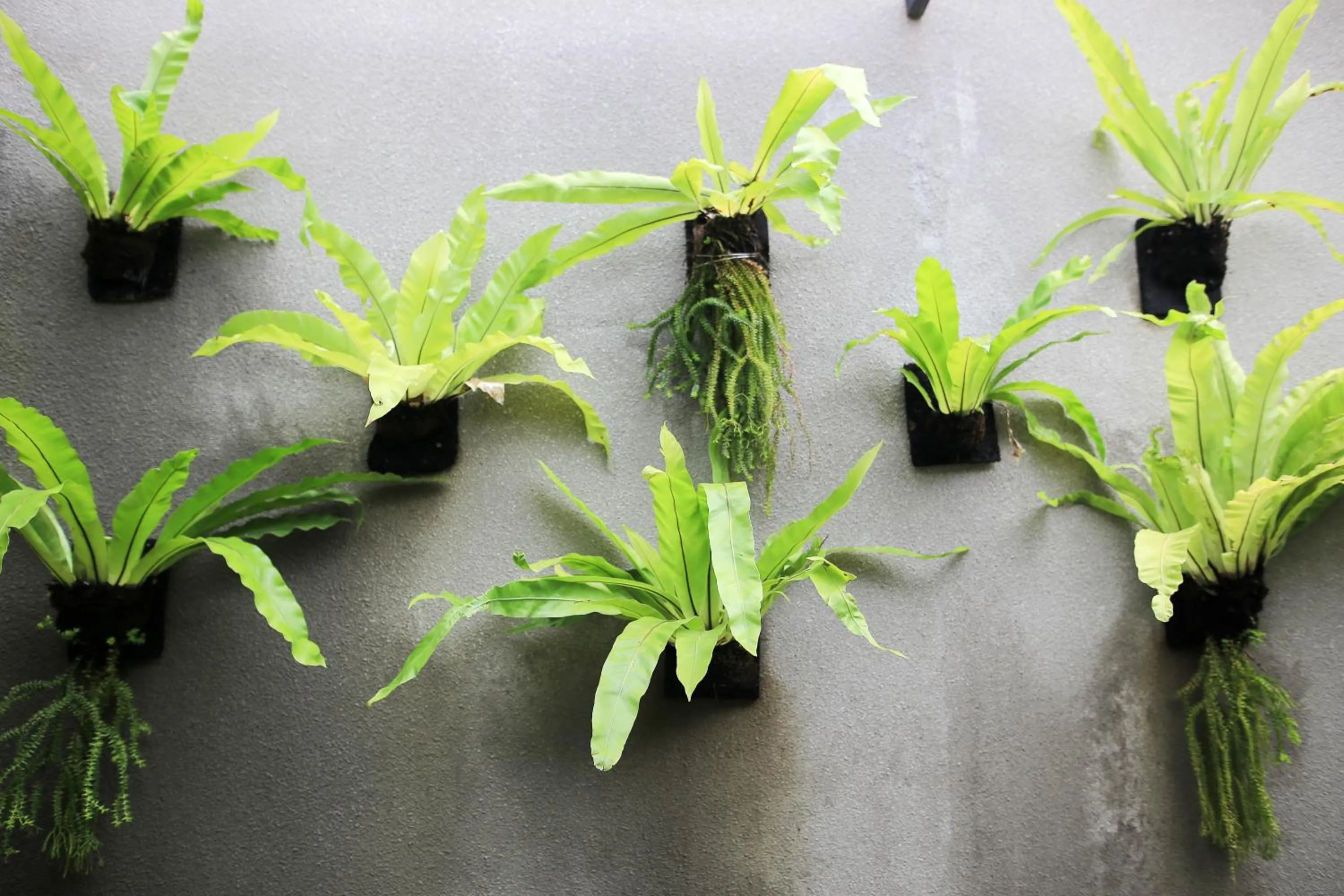 Decorative detail in Ume Sri Villas Ubud