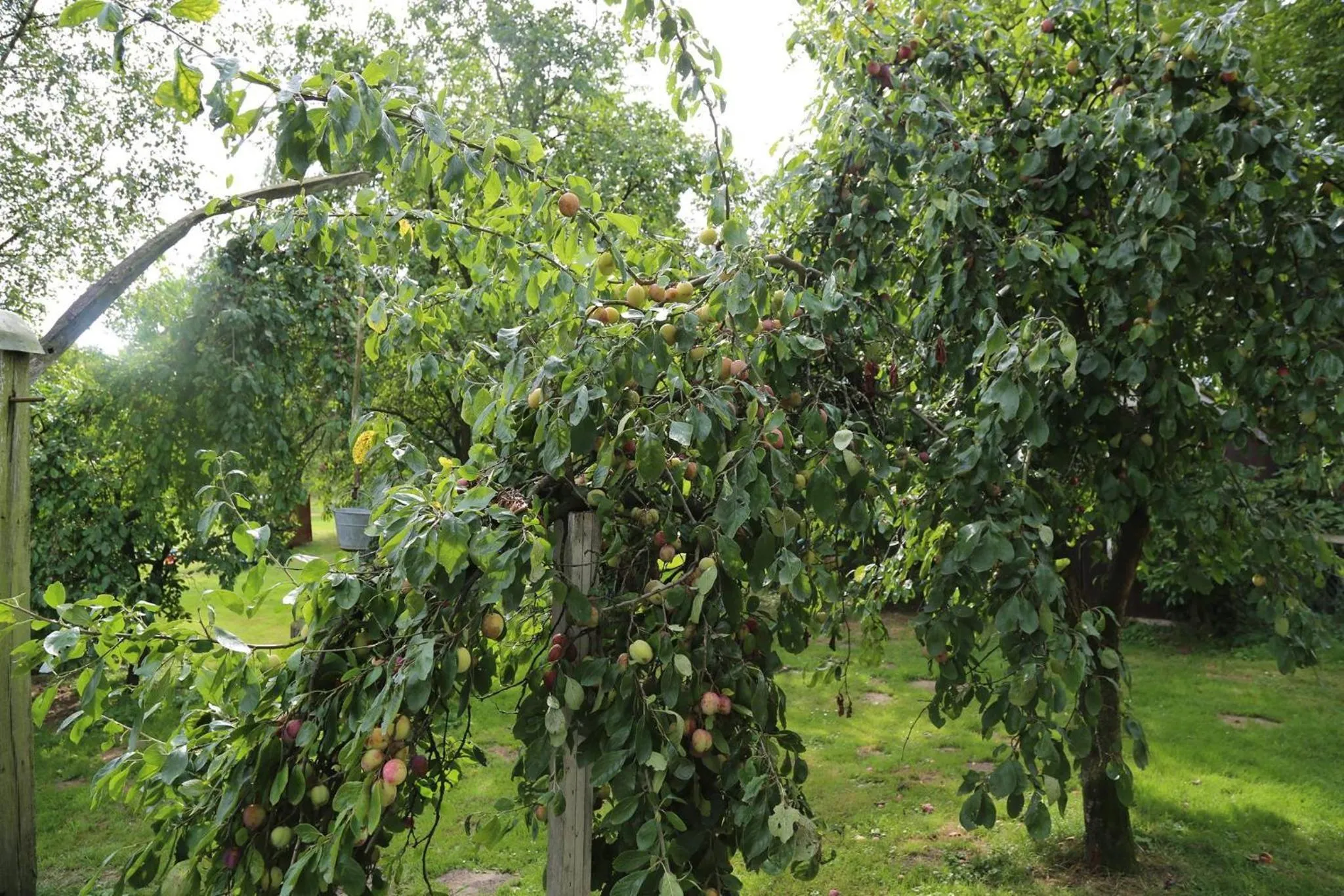 Garden in Hotel de Lindeboom