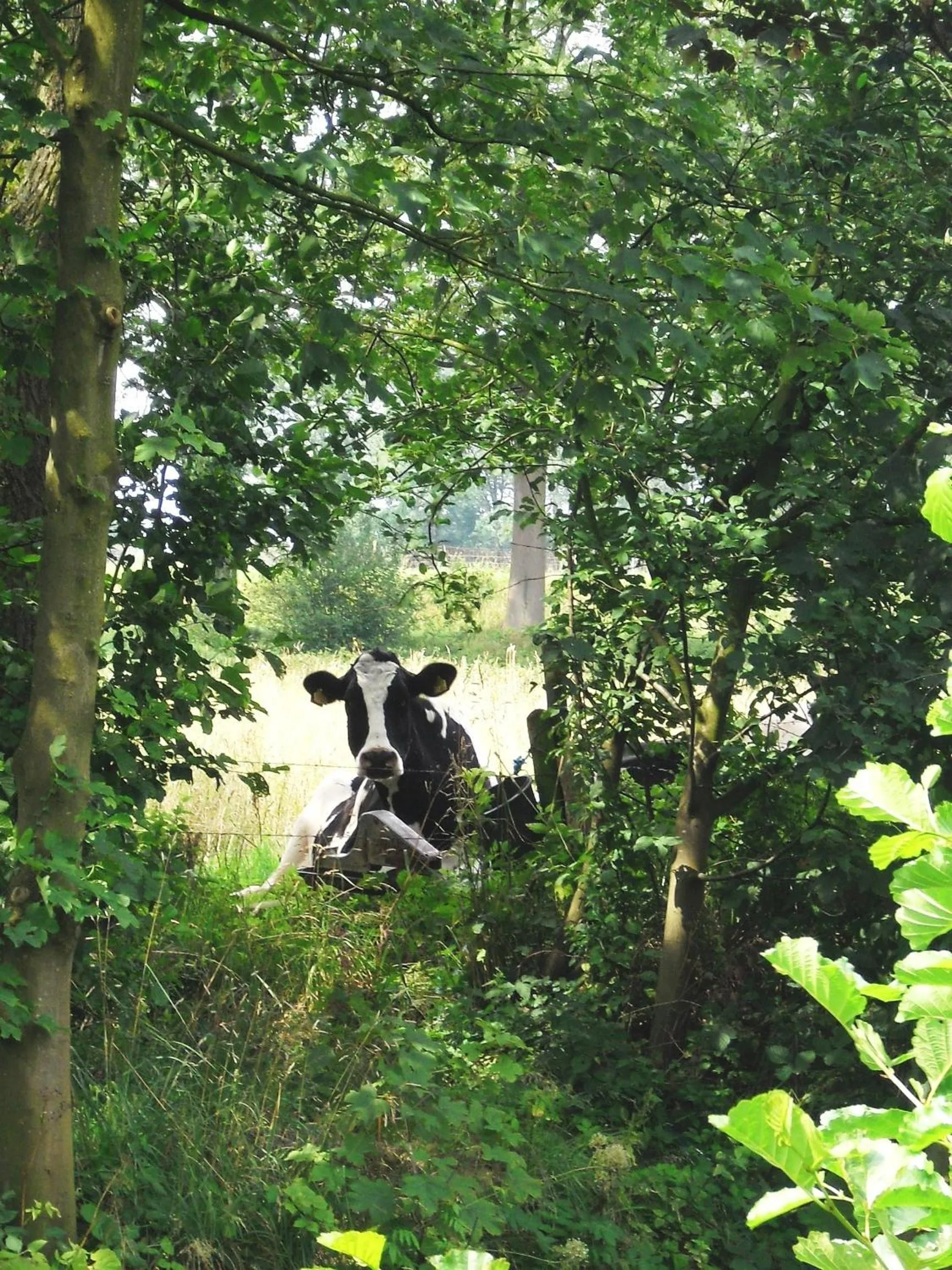 Other in Hotel de Lindeboom