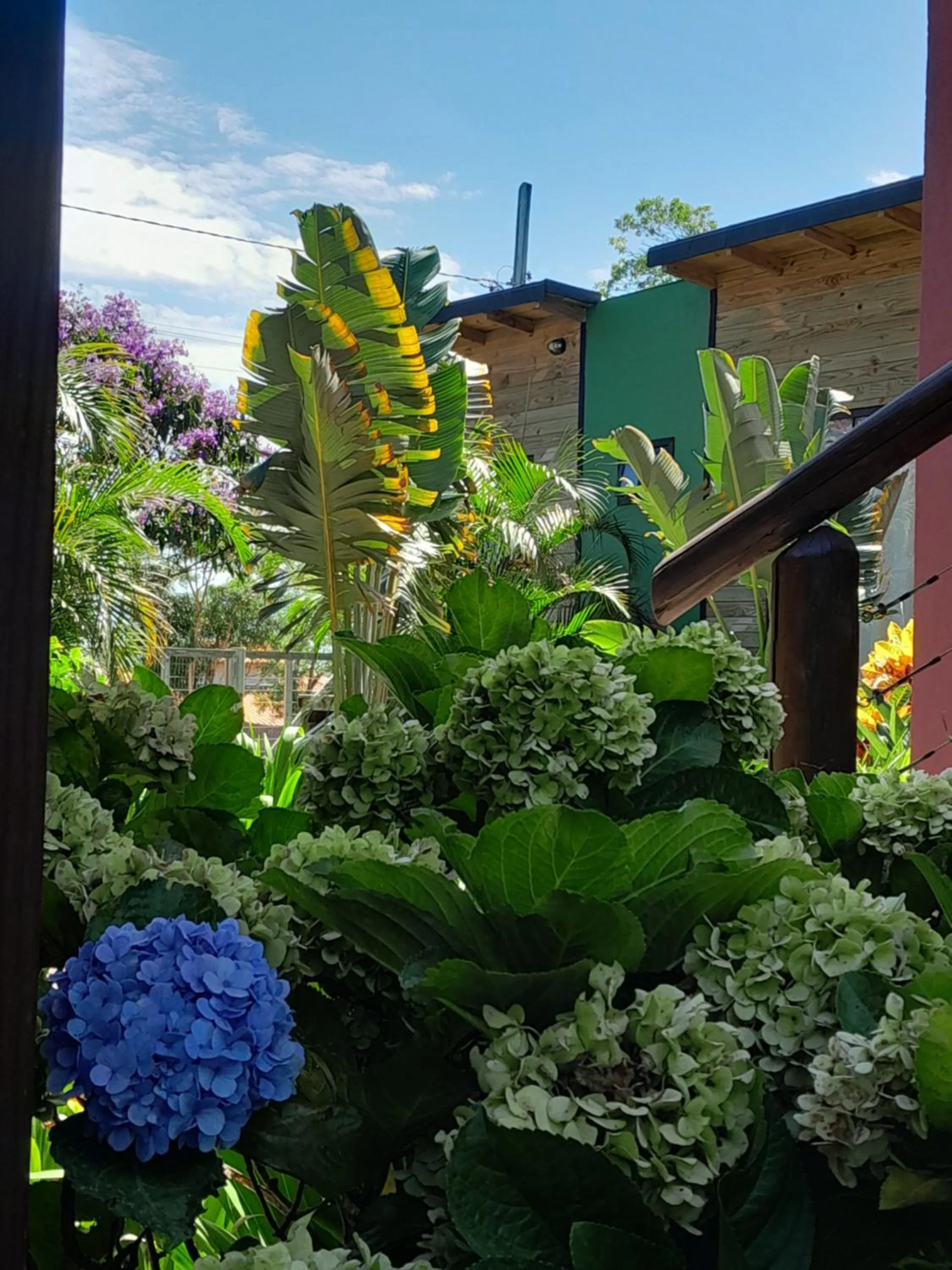 Garden view in Santa Monica Hospedaria