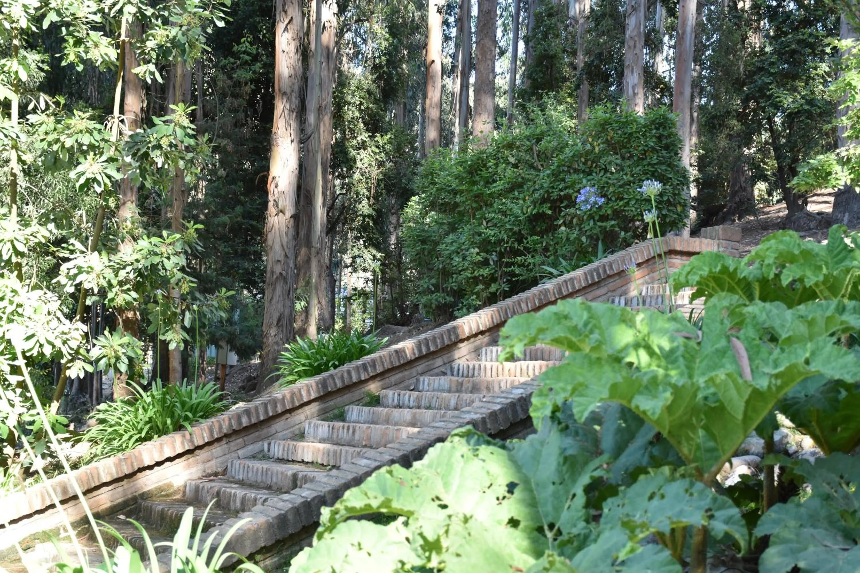 Garden in Hotel Bosque de Reñaca