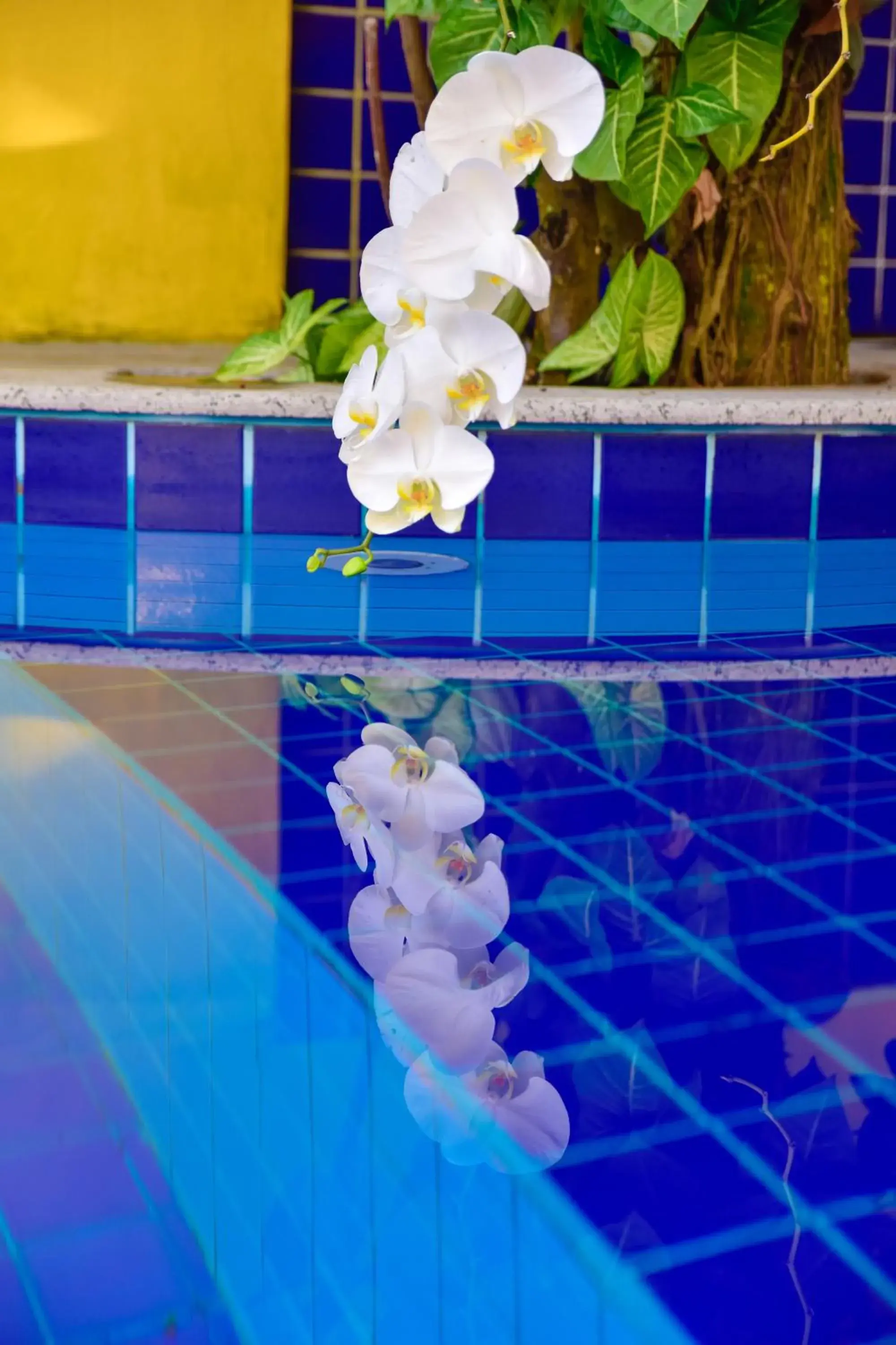 Swimming pool in Magnu´s Pousada Swimming pool in Magnu´s Pousada