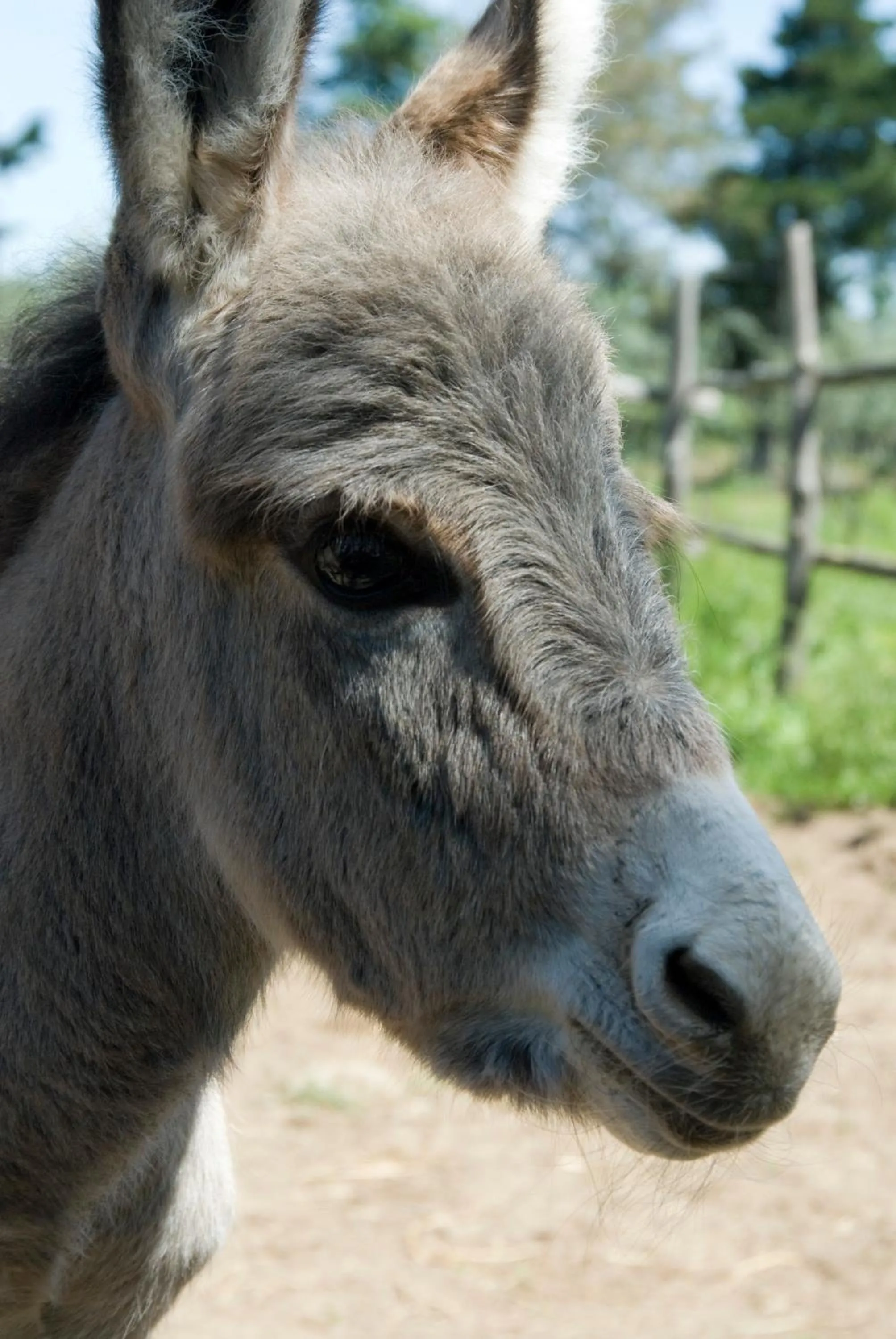 Pets in Podere La Branda