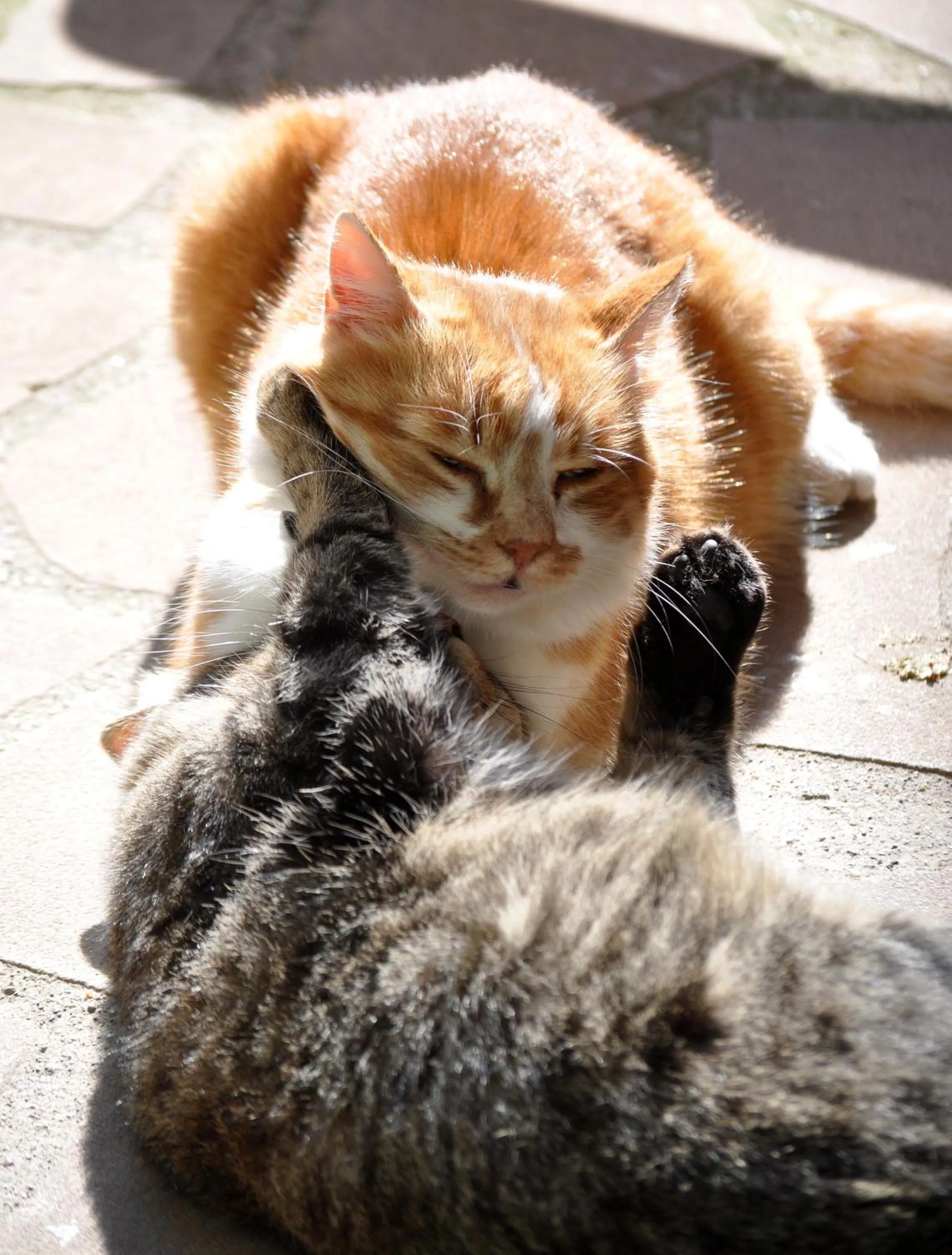 Pets in Podere La Branda
