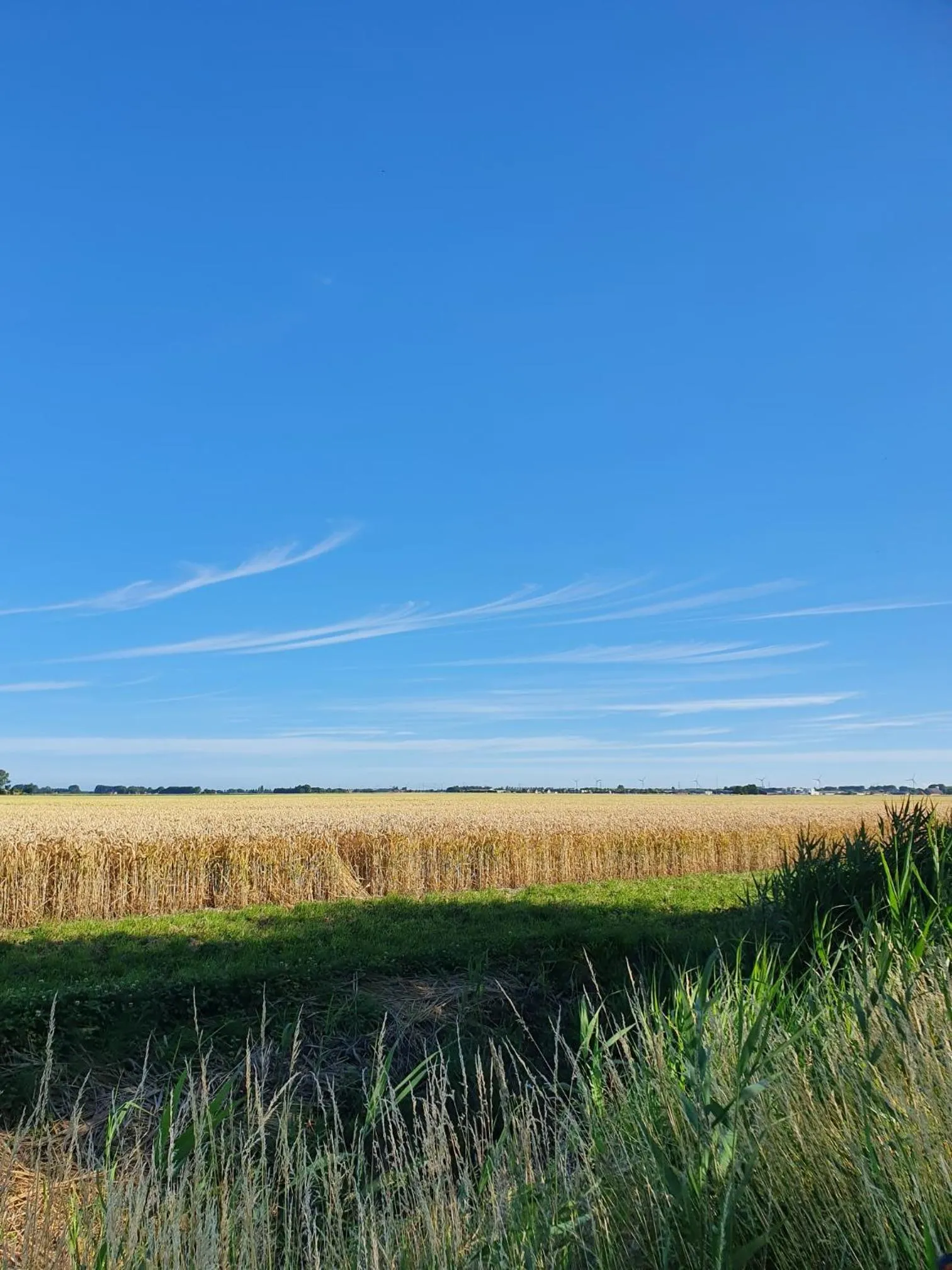 Natural landscape in BenB Zuidoord