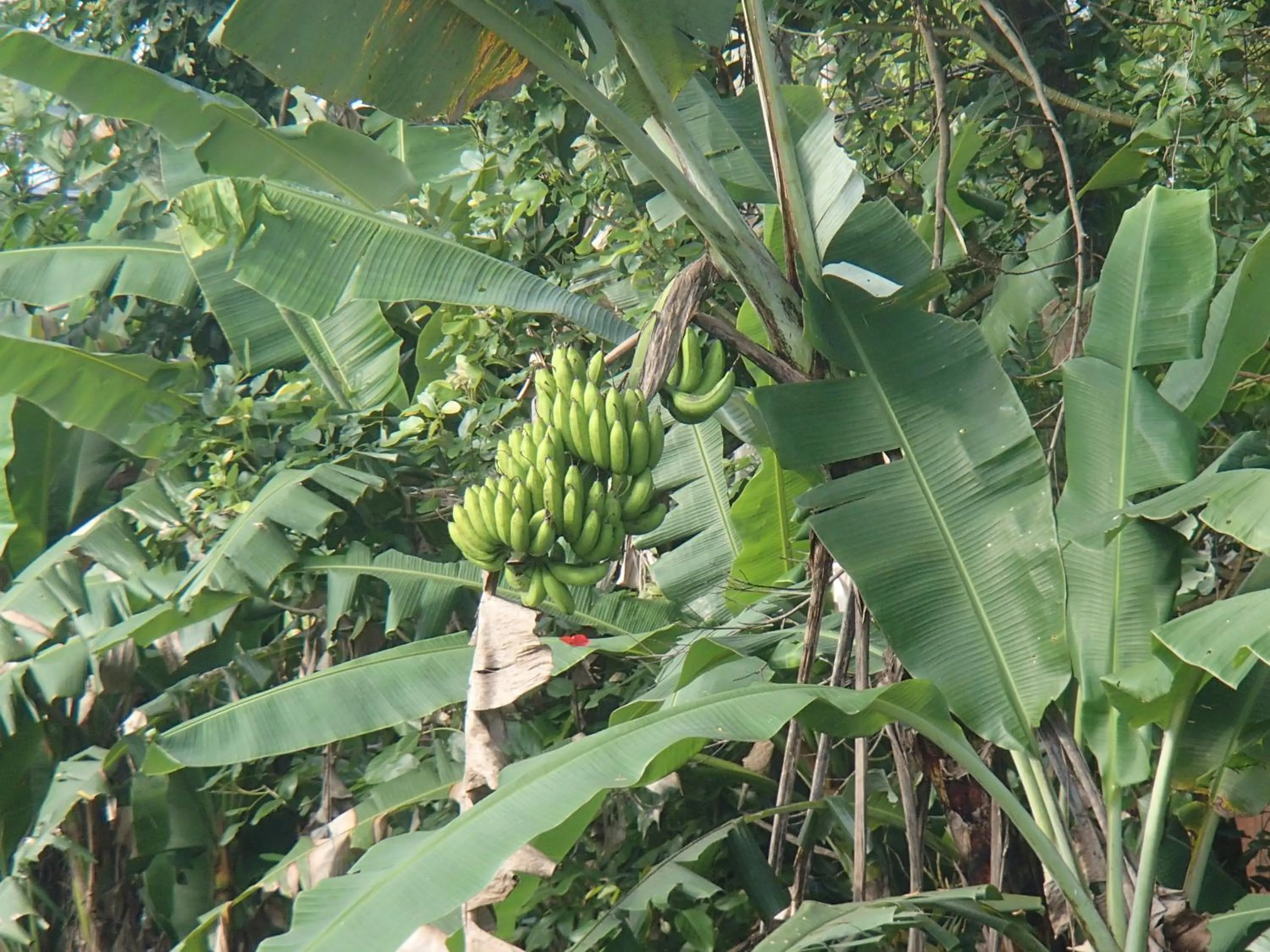 View (from property/room) in Askara Guest House & Hostel
