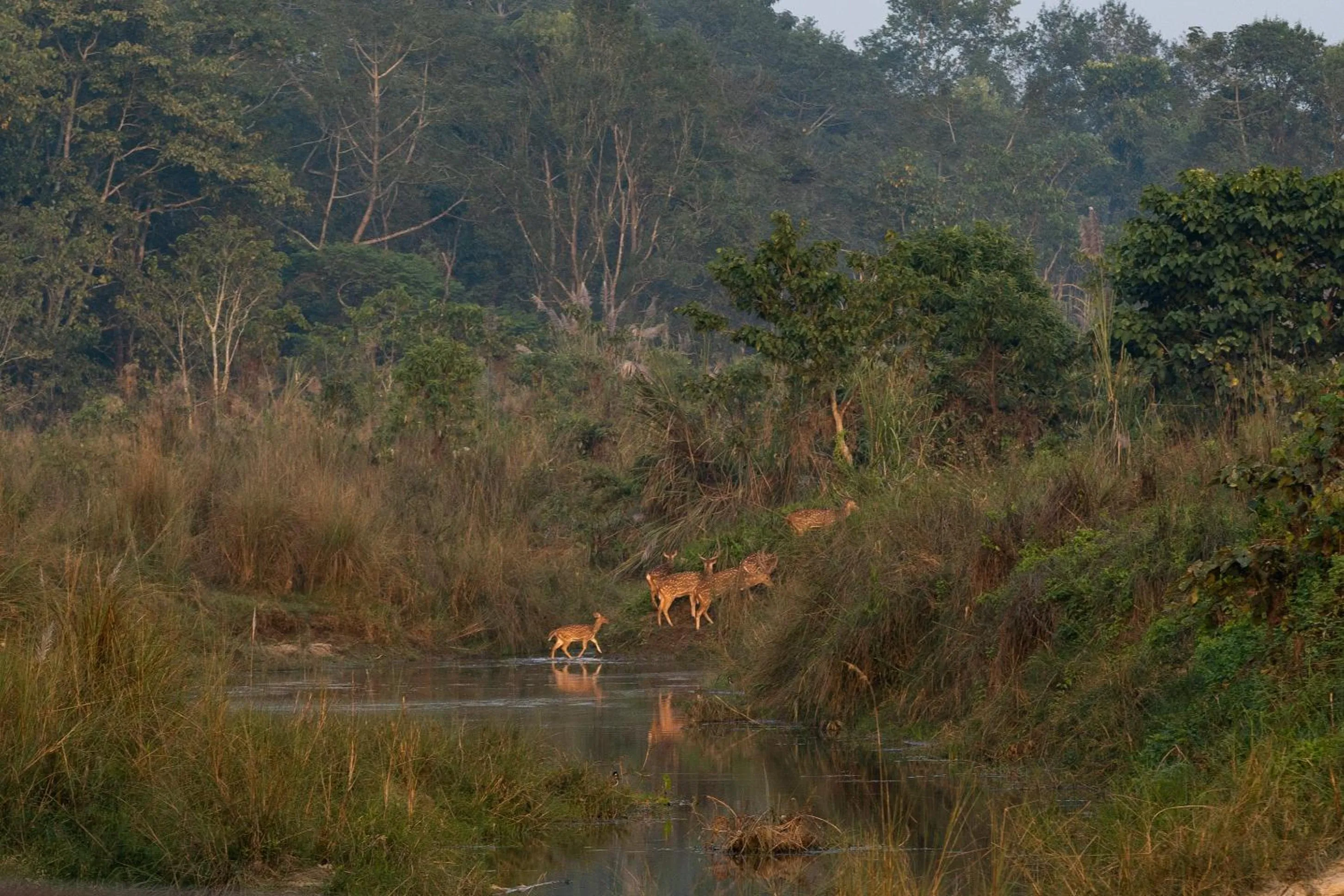 Natural landscape in Jungle Villa Resort - Near Chitwan National Park