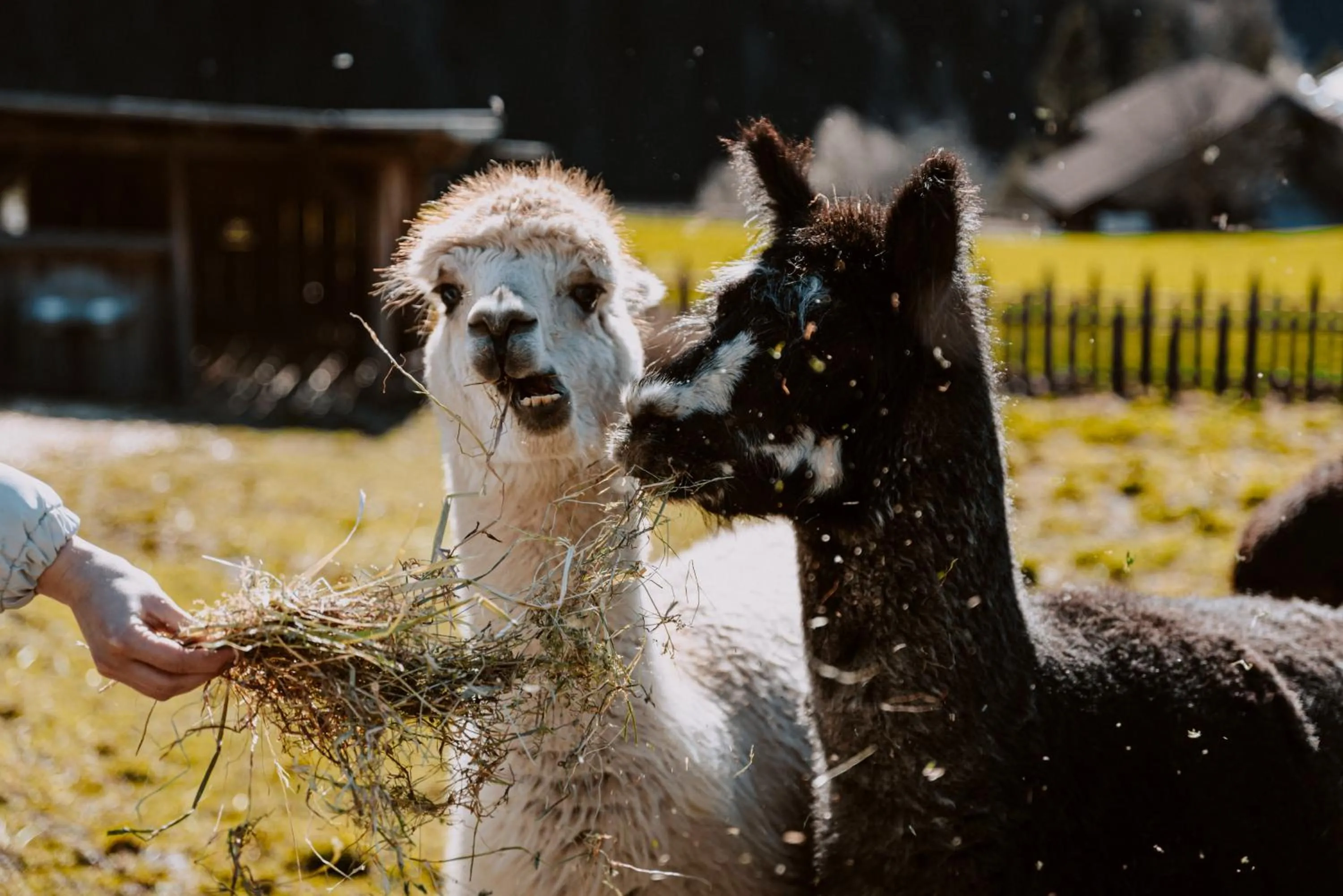 Animals in Hotel Bergschlössl