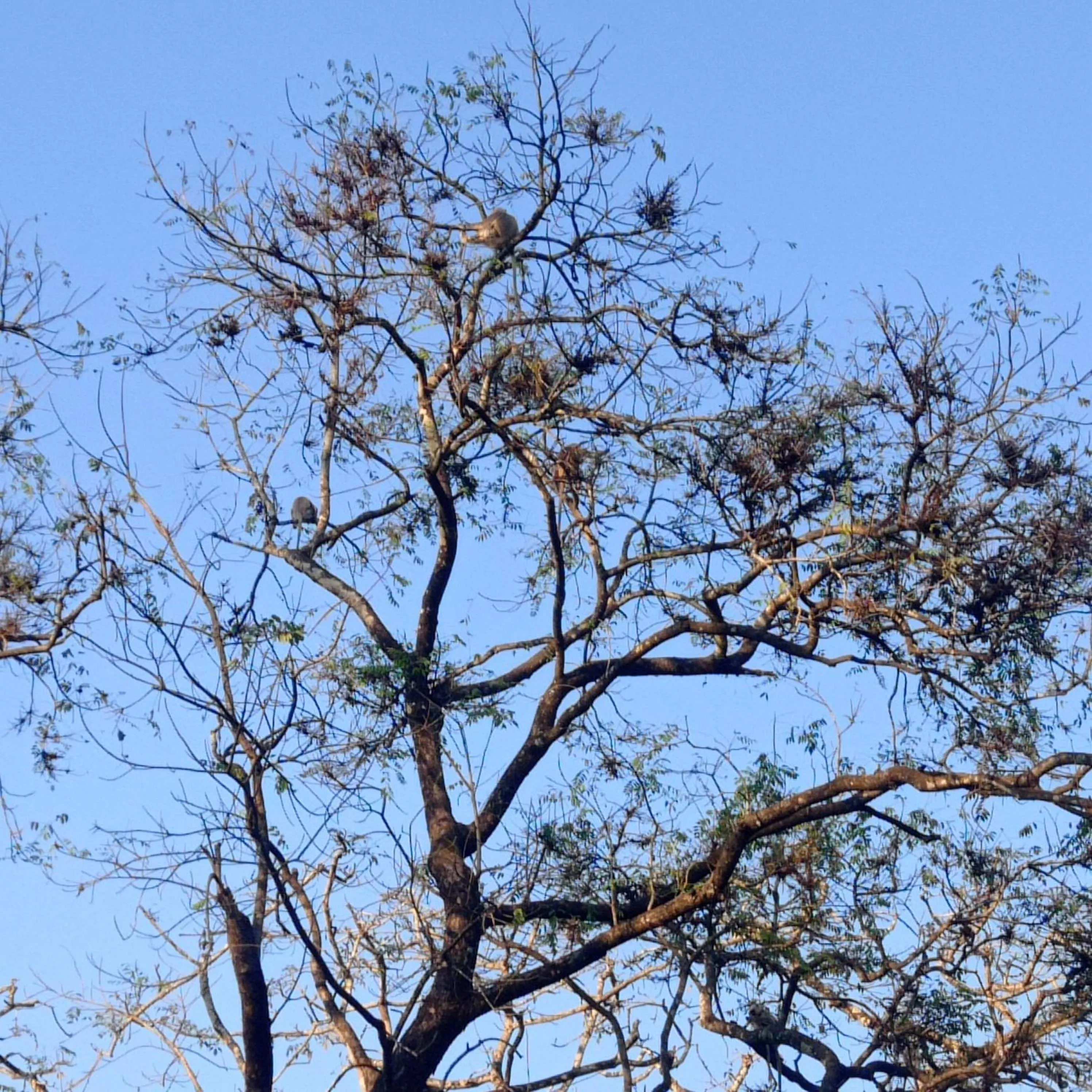 Tiger Residency Resort